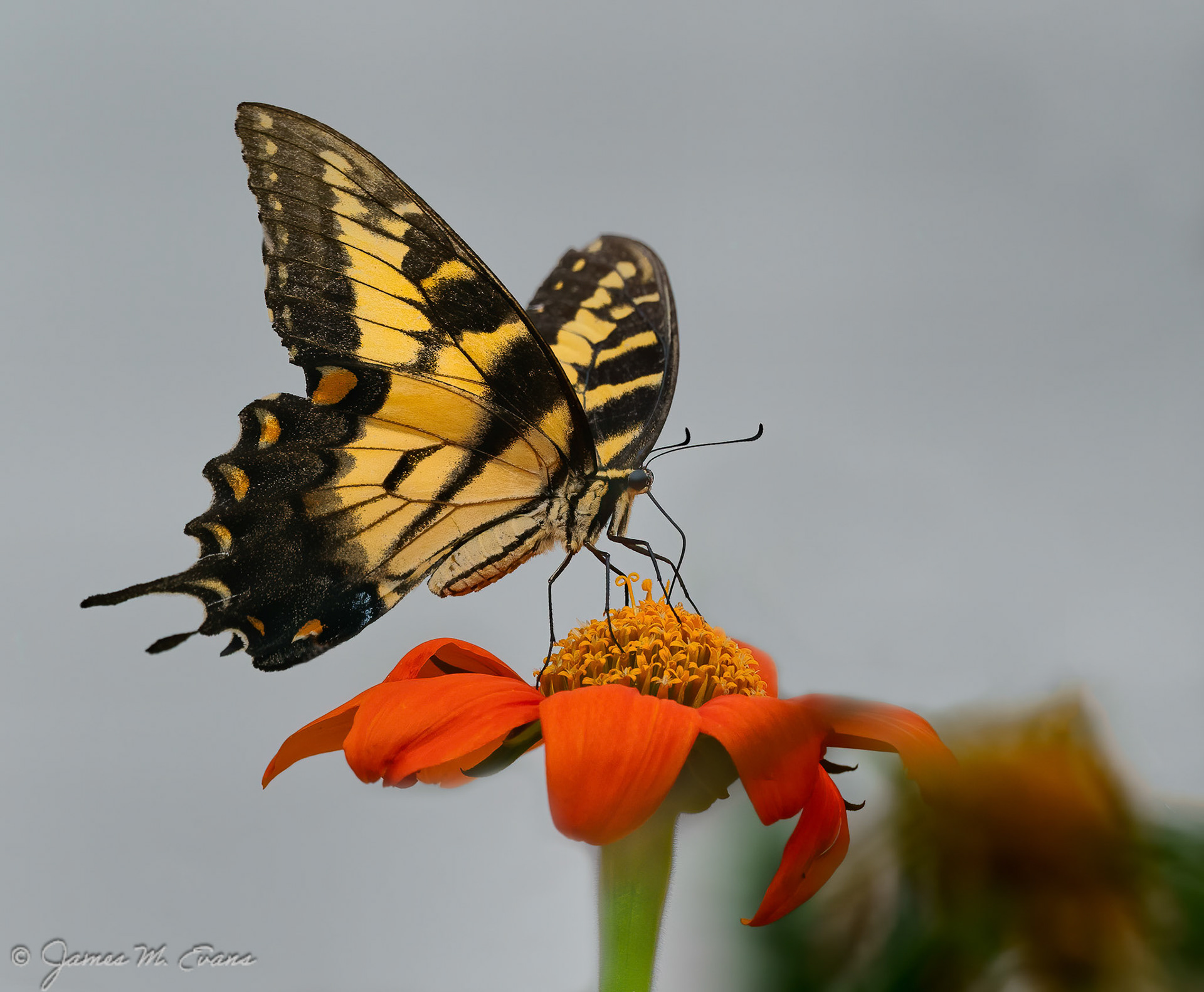 Nectar 2 - Butterfly on flower at Frelinghuysen Arboretum in Morris Township, NJ https://www.arboretumfriends.org/