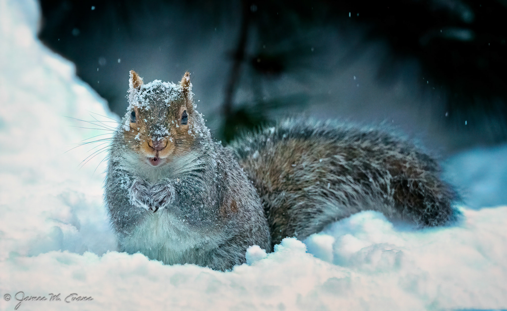 Snow day - Squirrell in our yard in NJ