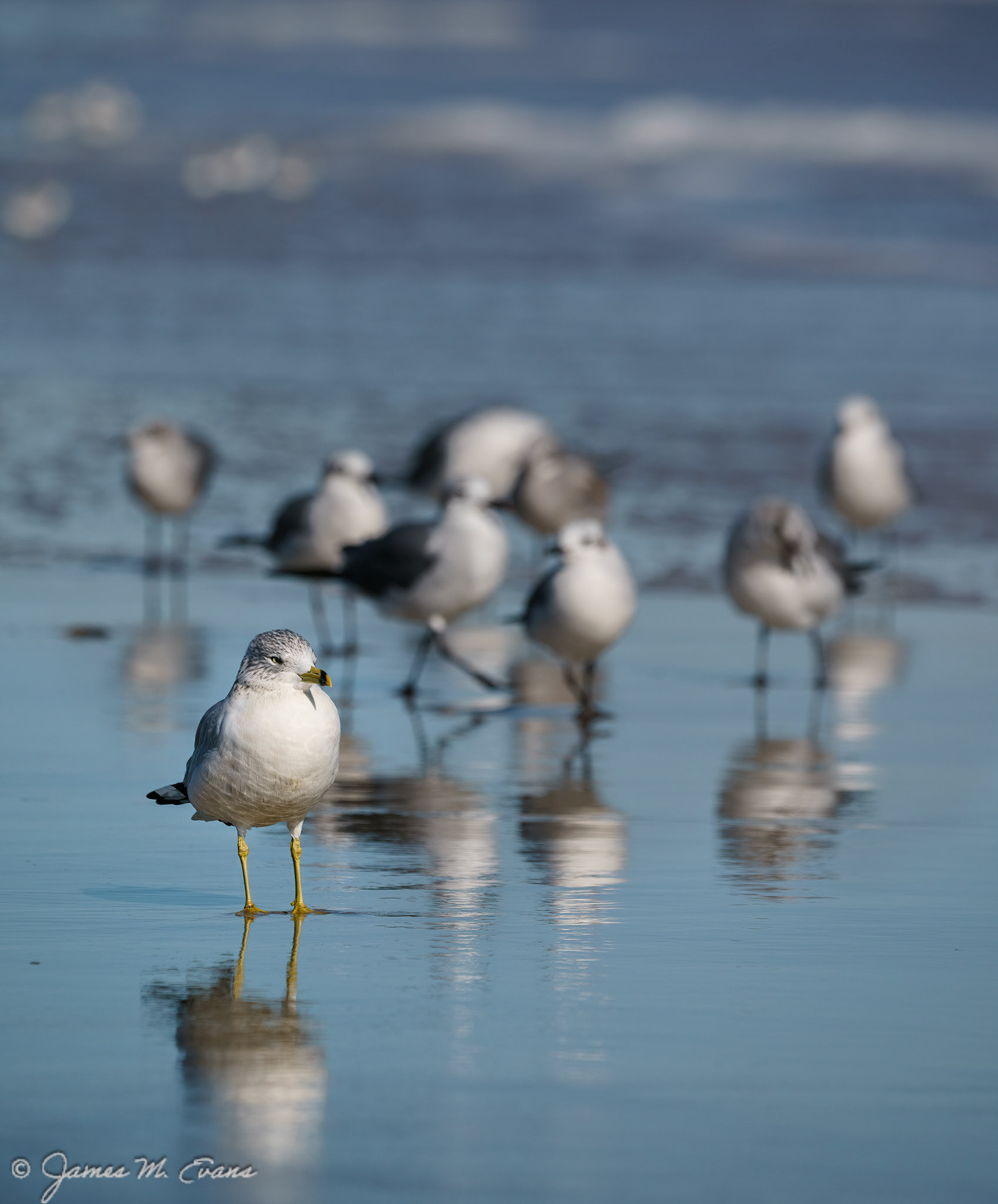 Standing out from the crowd - Seagulls on the beach at Assateague Island National Seashore in VA