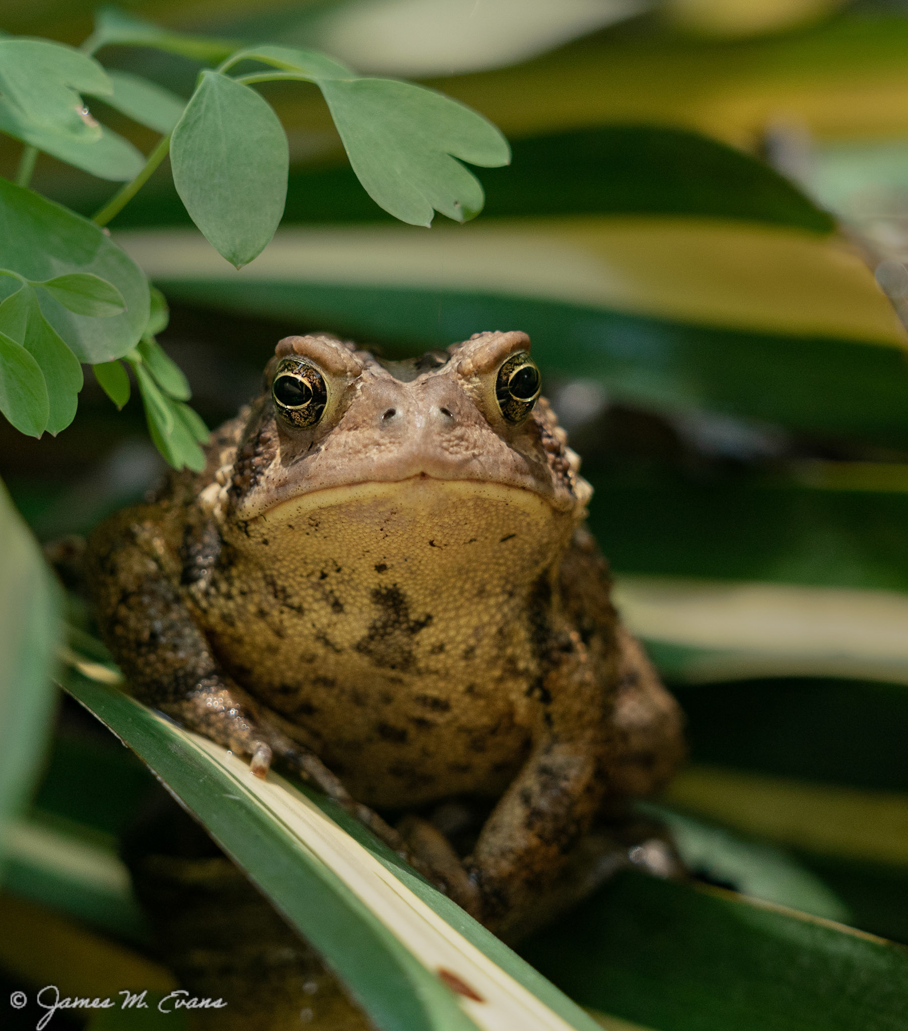 Shady spot - Toad finding some shade in a yuca in our garden in NJ