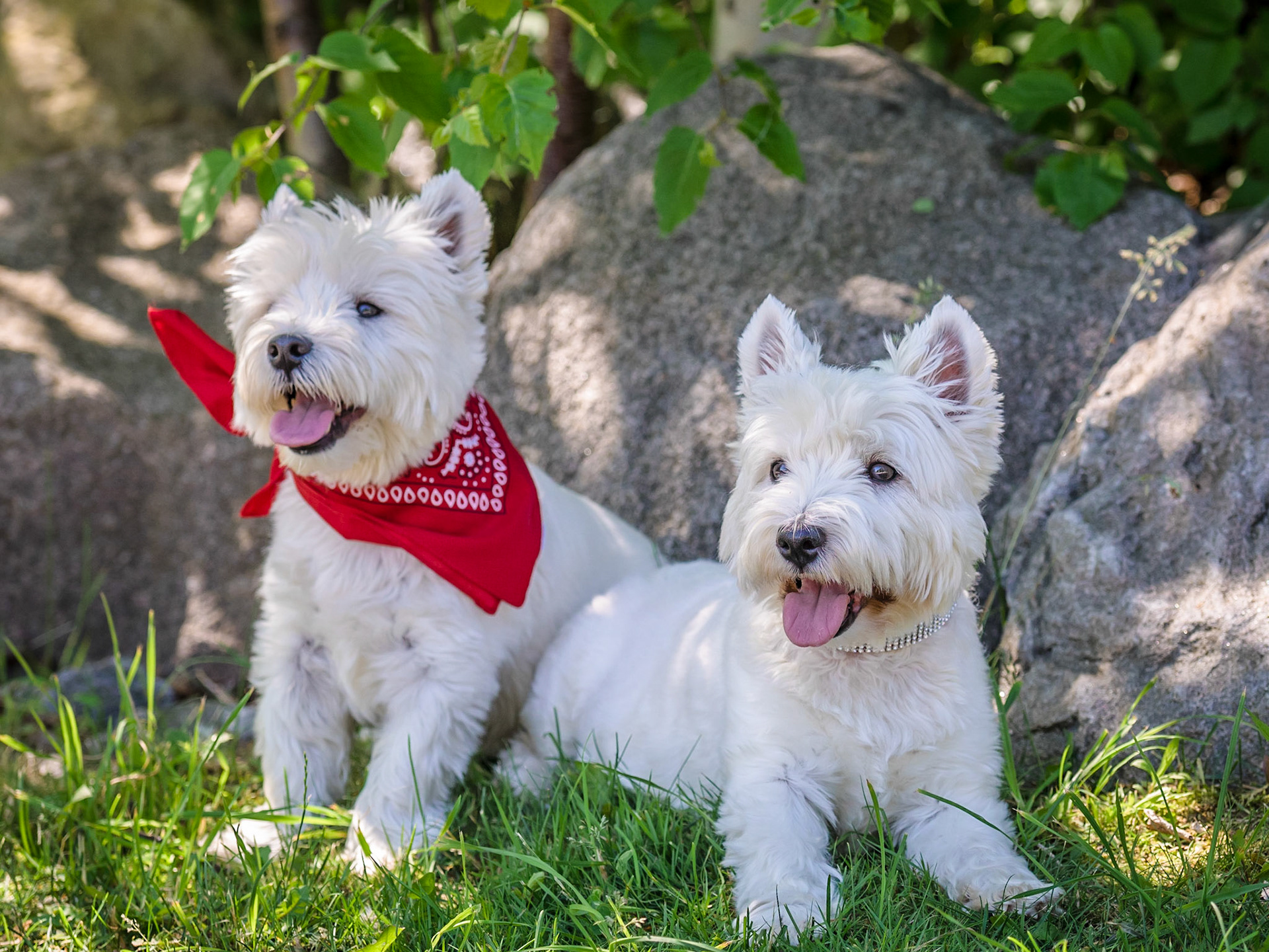 Dogs of Lora Bay