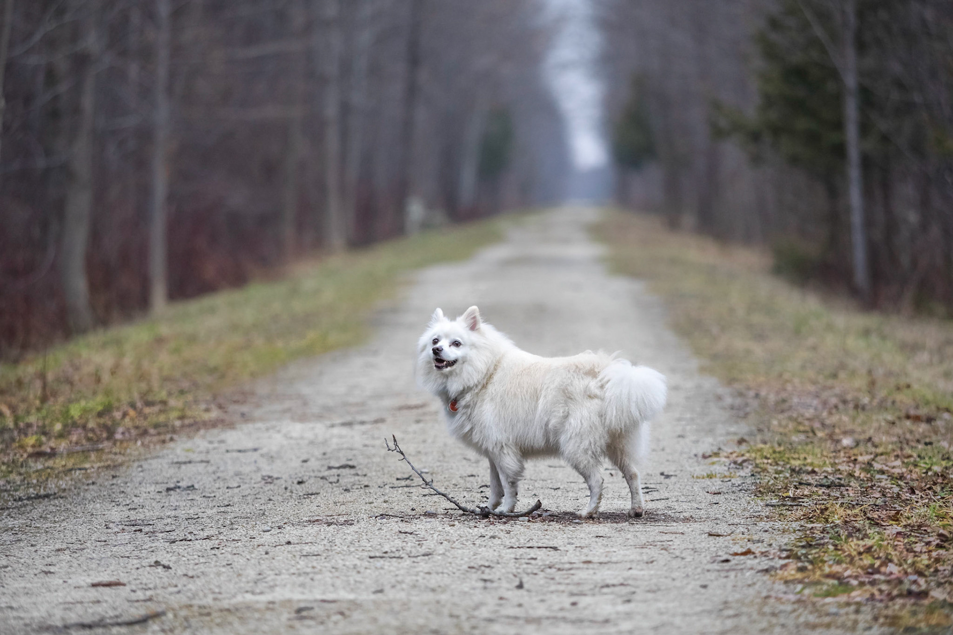 Georgian Trail