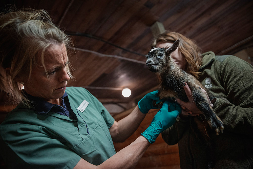 Veterinären undersöker en getkilling som fötts med ett defekt framben.