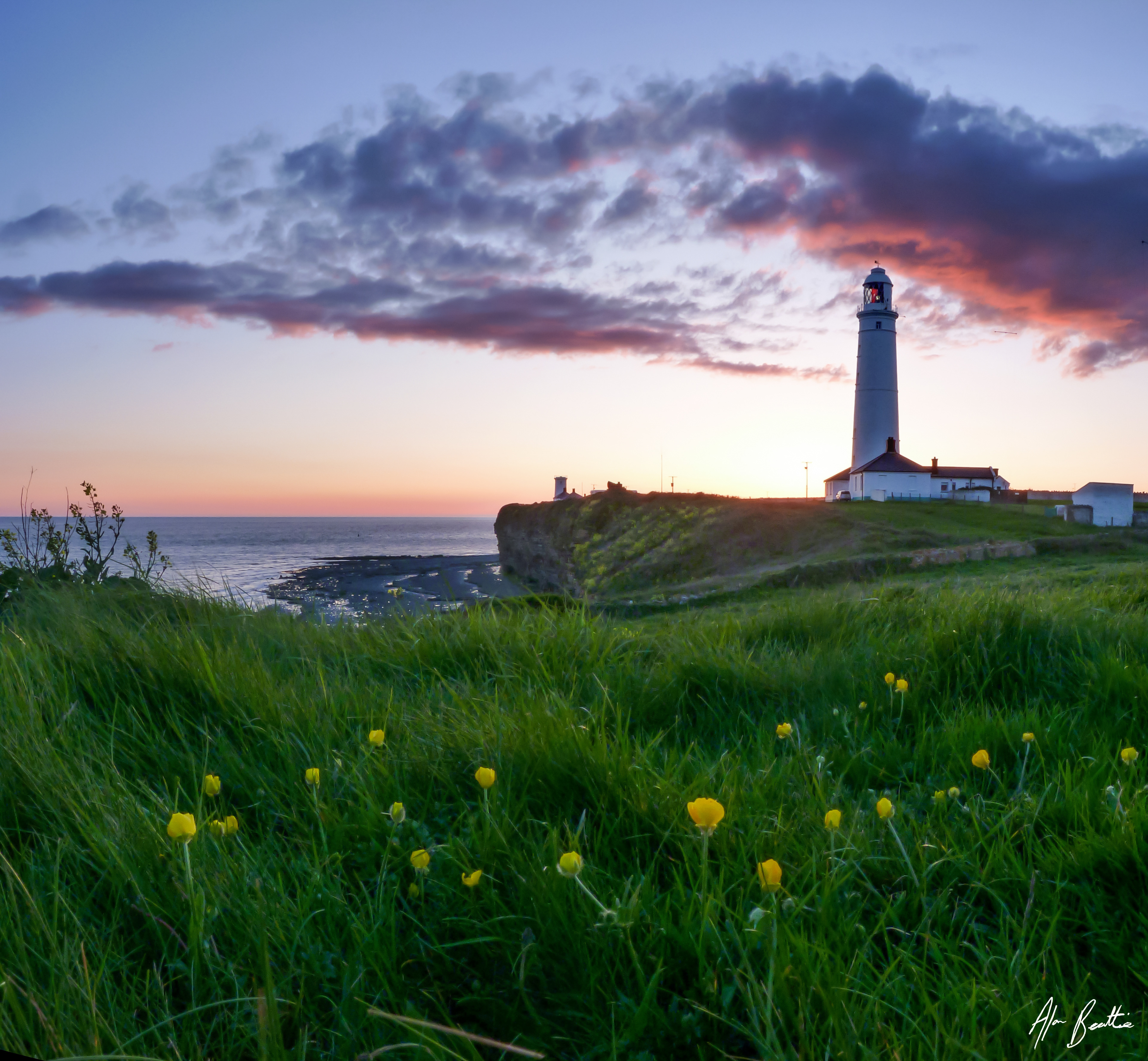 Lighthouse and Buttercups