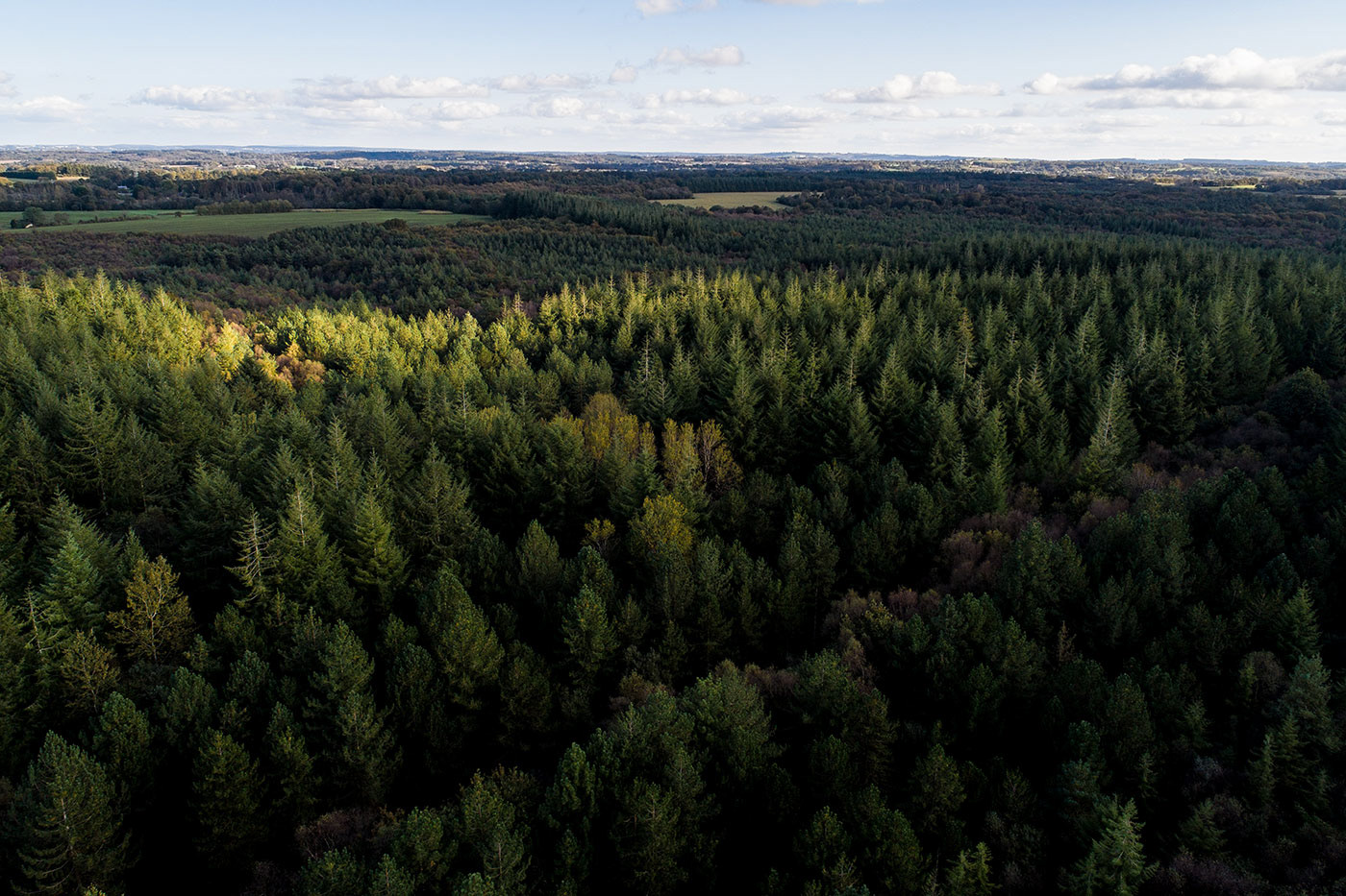 forêt drone