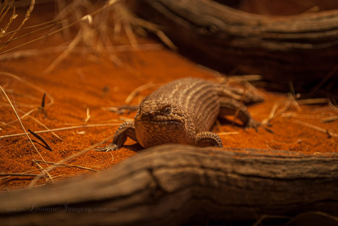 Alice Springs Desert Park