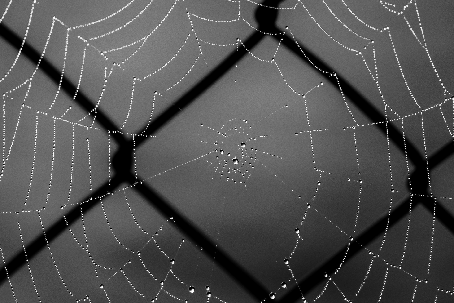spinnennetz mit wassertropfen im herbst