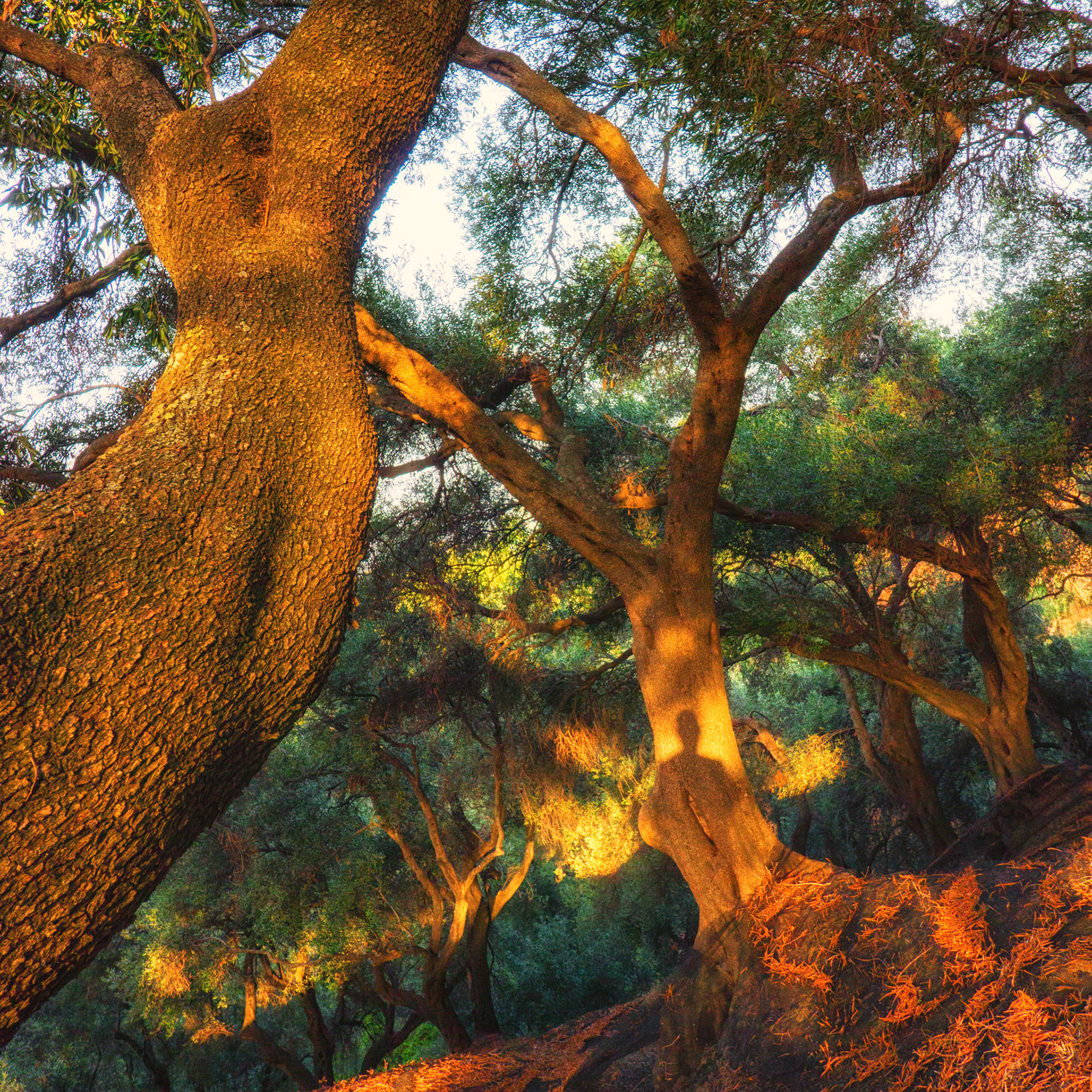 Human shadow in olive (Olea europaea) grove