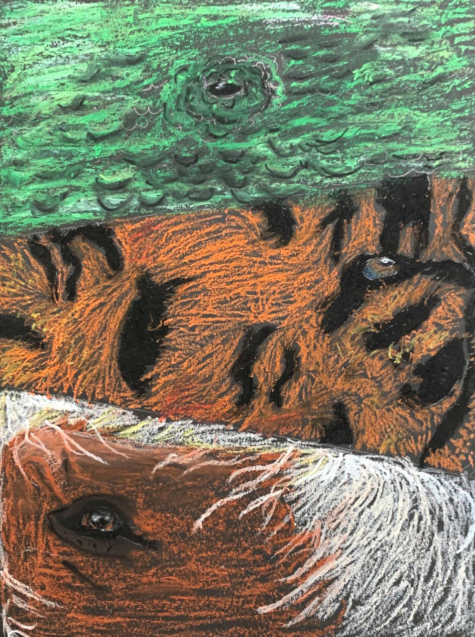 ANIMAL EYES. Grade 5