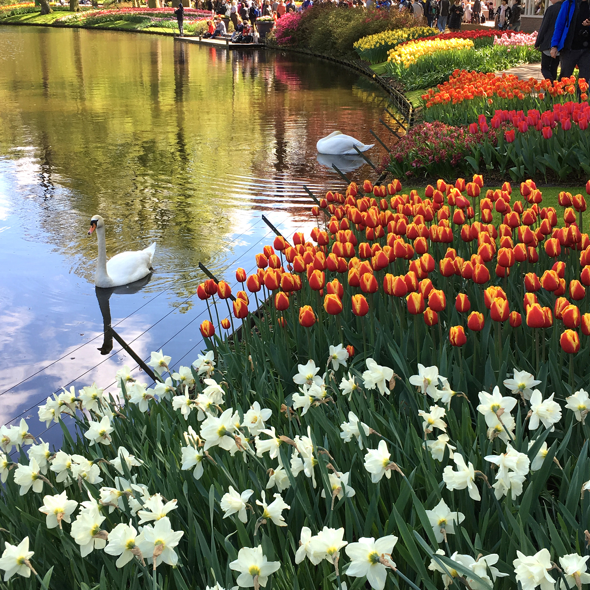 Keukenhof Tulip Gardens. 2018. Digital Photography.