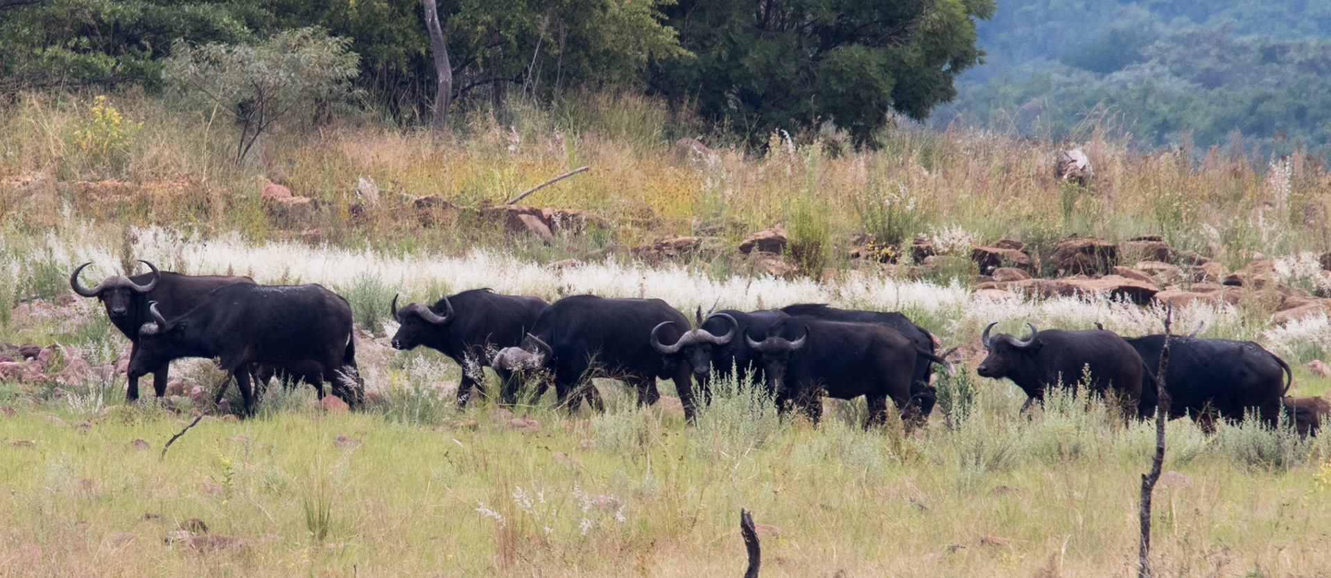 Afrique du Sud