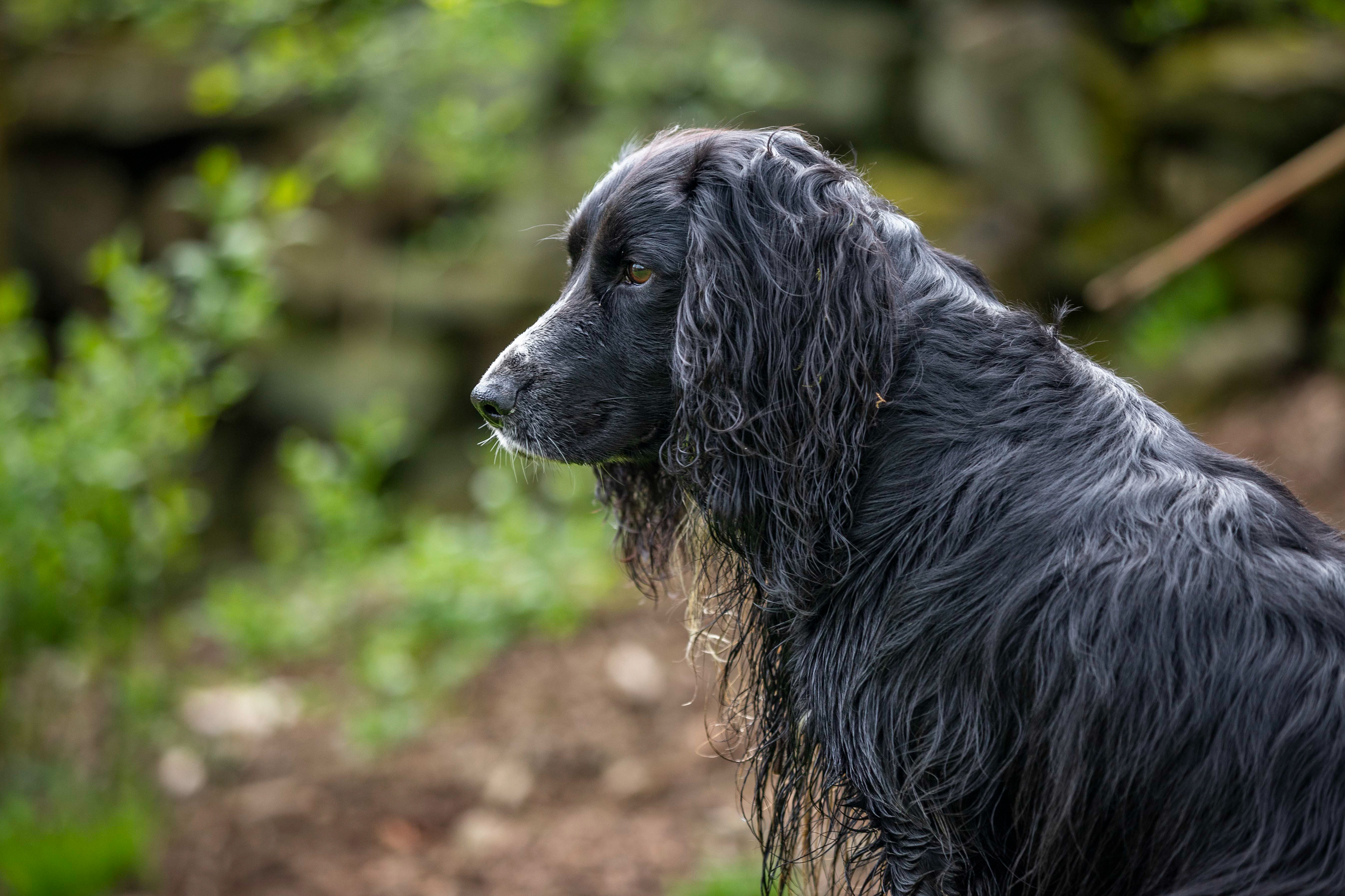 Side view of black and white working cocker spaniel