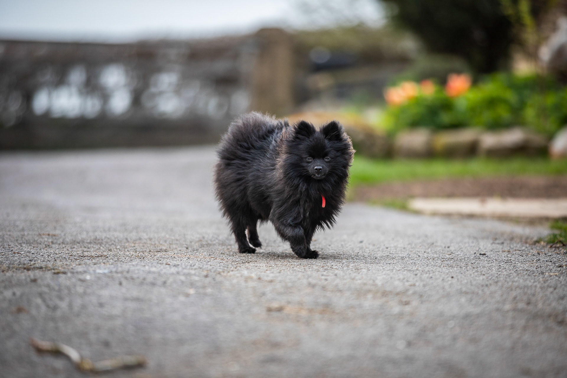 black-pomeranian-portrait-pointing