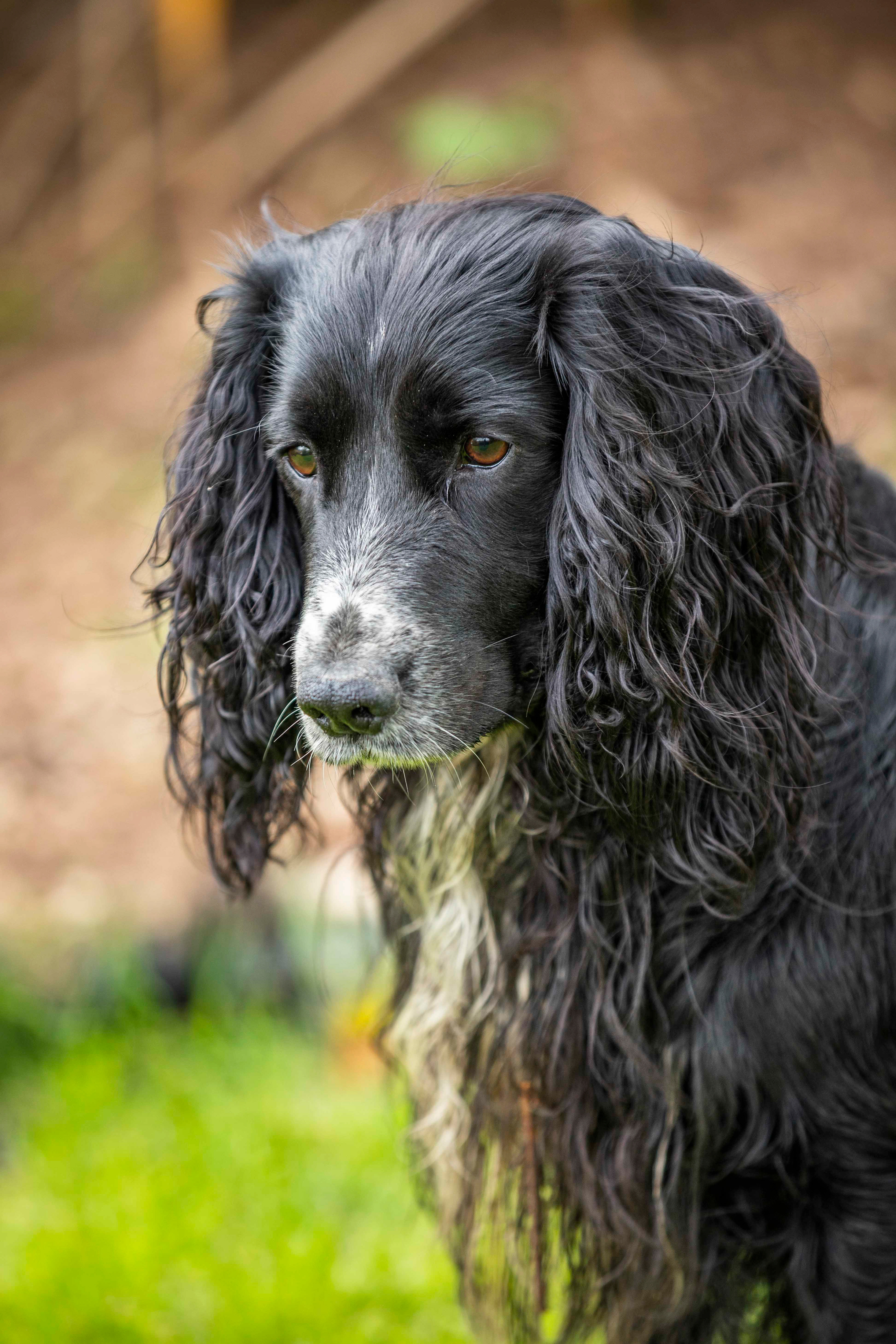 Pensive working cocker spaniel portrait