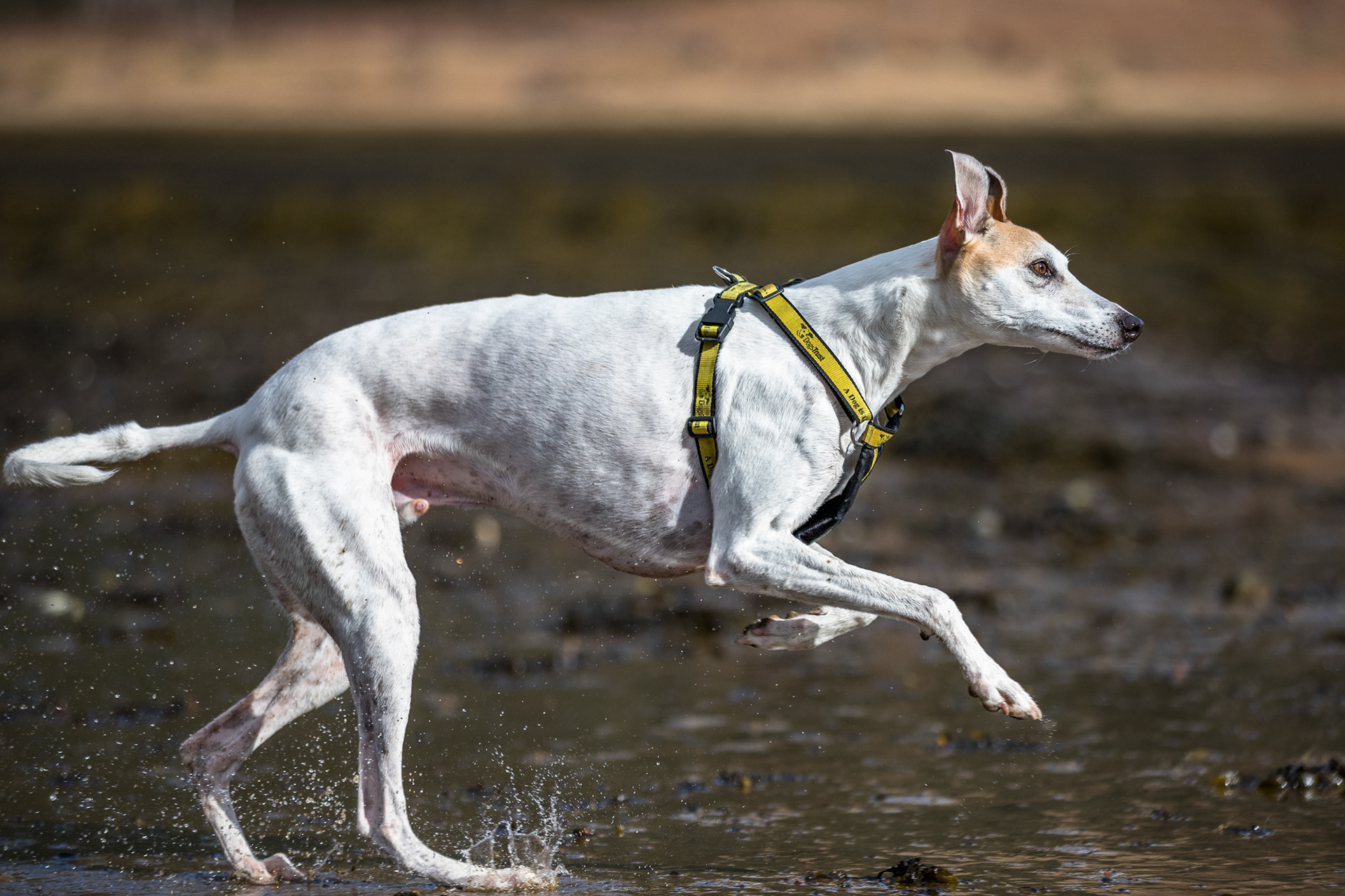 greyhound-cross-running-loch
