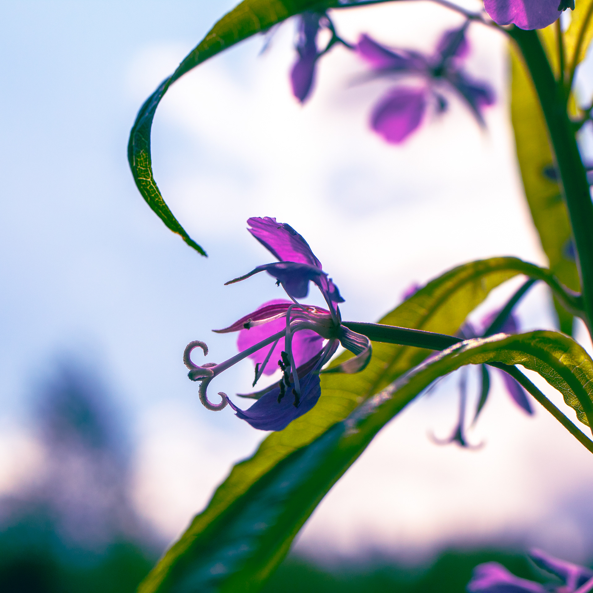 Purple plantie 35mm