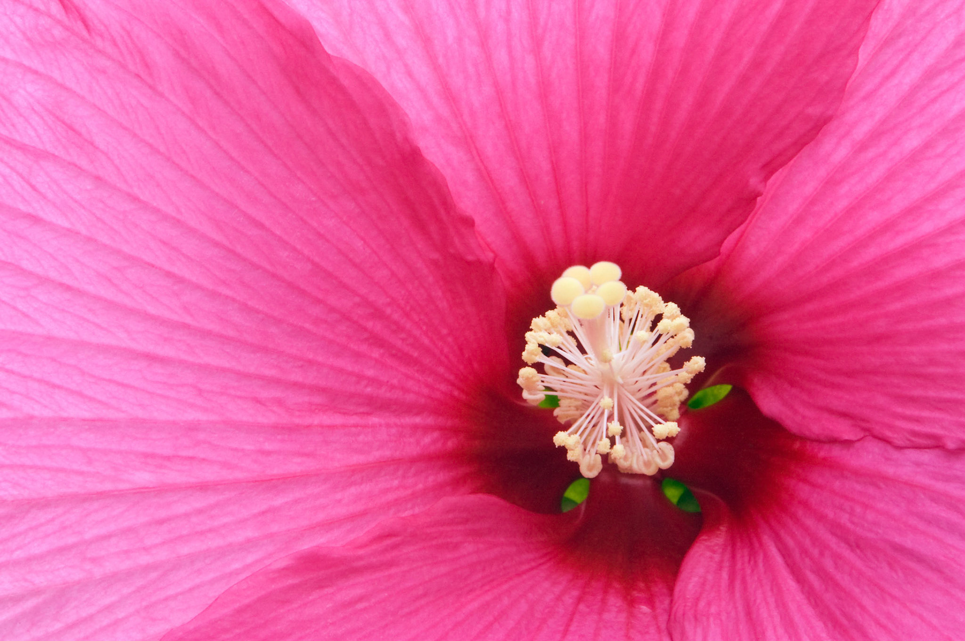 A hybrid hibiscus (relative of Hibiscus moscheutos 'Moy Grande') blooms at the San Antonio Botanical Garden in San Antonio Texas.