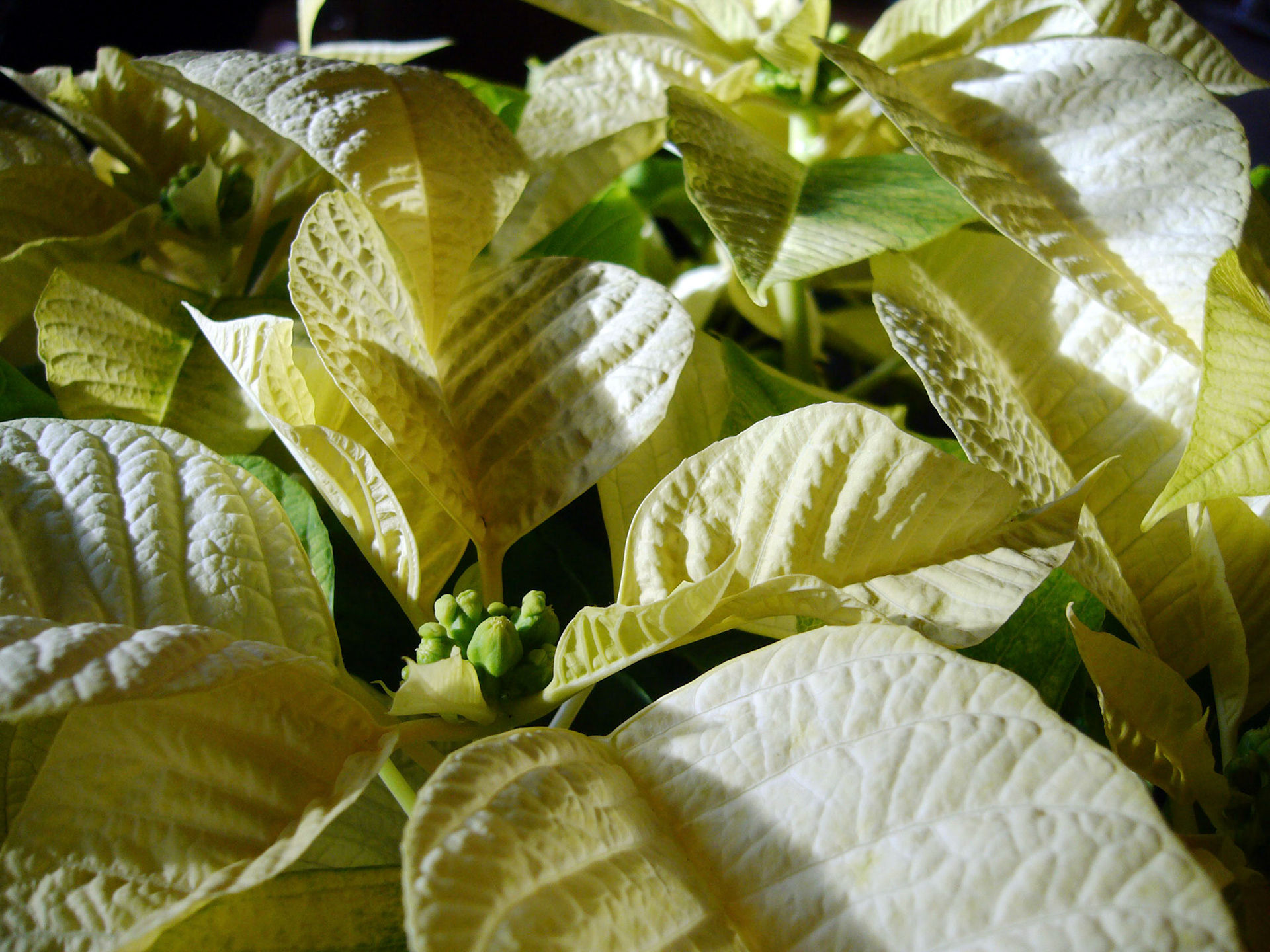 A closeup of poinsettia blooms.