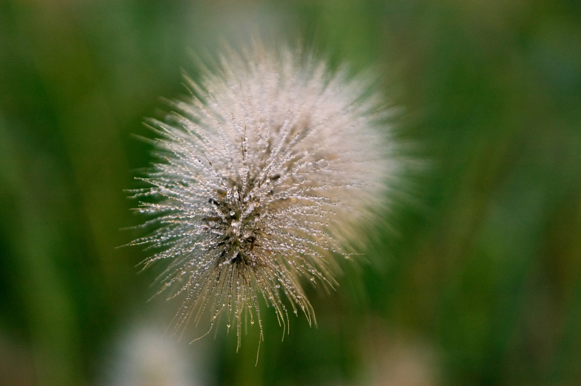 The dewy seed head of an ornamental grass at the Bon Air Park and Memorial Rose Gardens in Arlington Virginia.