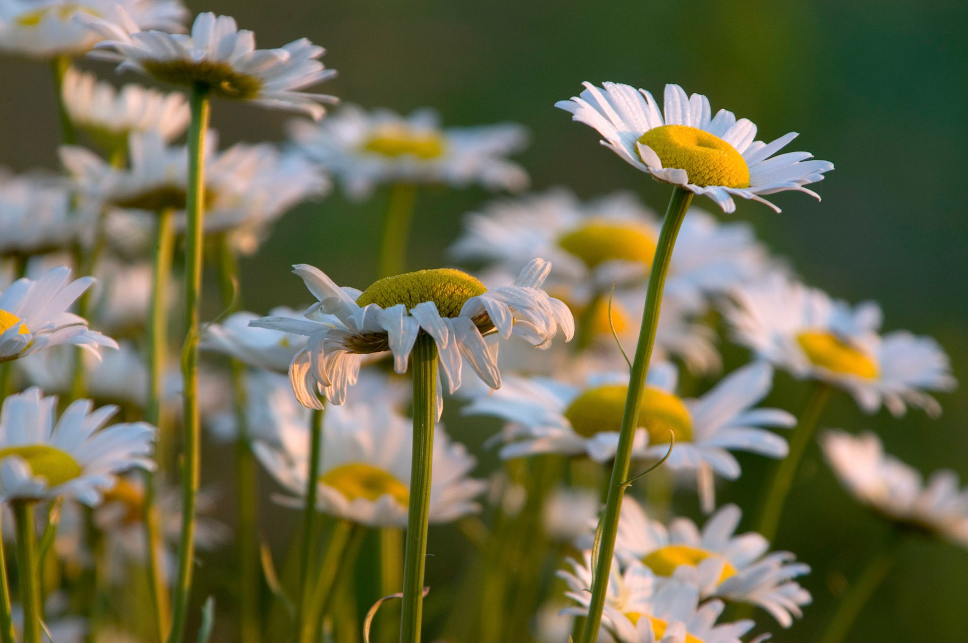 These oxeye daisies (Leucanthemum vulgare) photographed at sunrise were growing near Adamstown, Maryland.