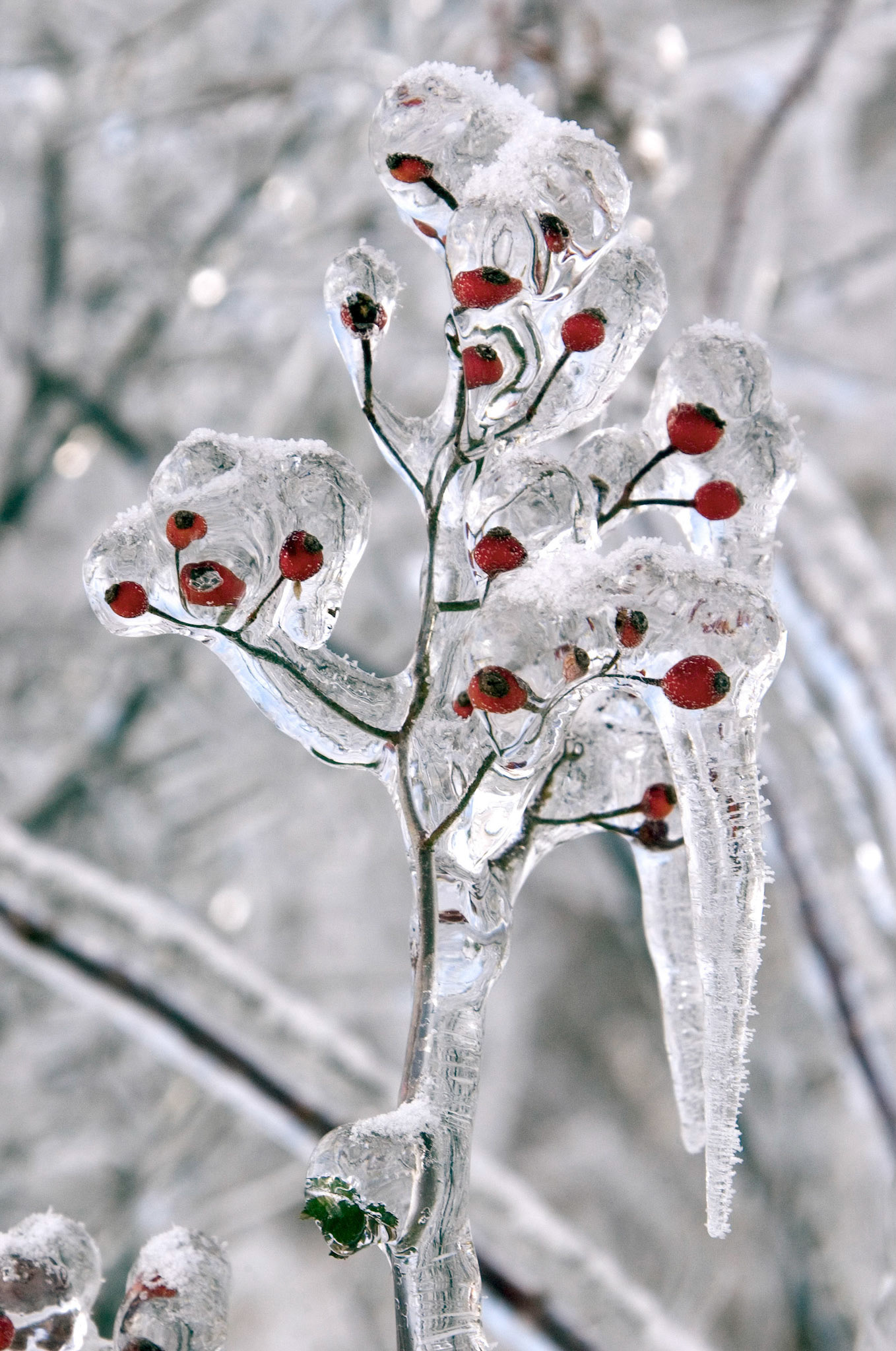 Berries encased in ice after an ice storm in Ohio.