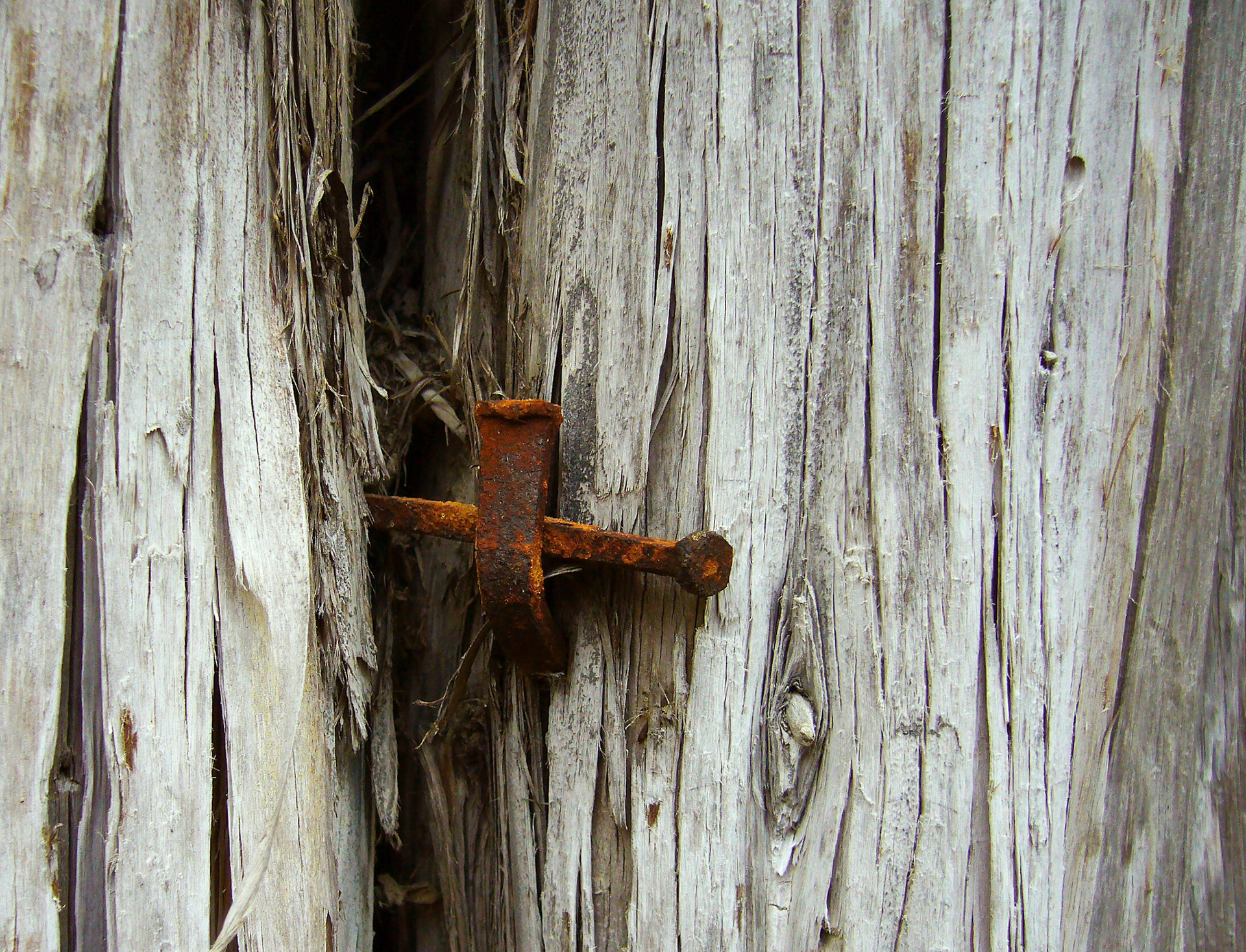 An old rusty nail in one of the cabins at the San Antonio Botanical Garden in San Antonio Texas.