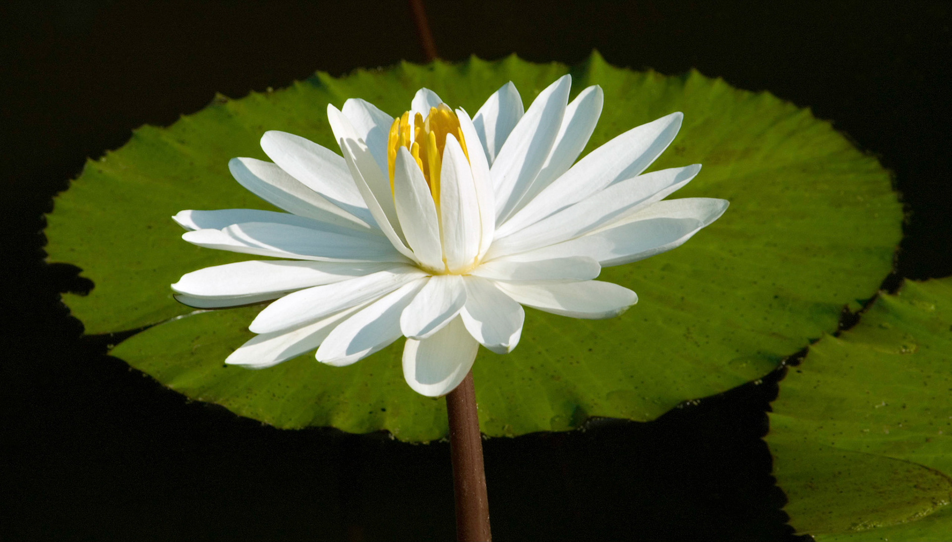 A white water lily blooms at the Kenilworth Aquatic Gardens in Washington DC.