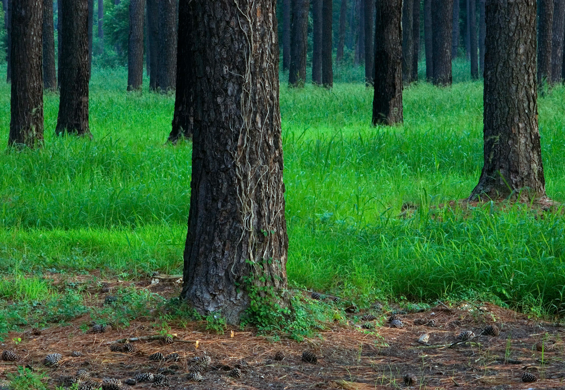 A forest of loblolly pine trees (Pinus taeda) grows along Miles River Road near Easton Maryland.