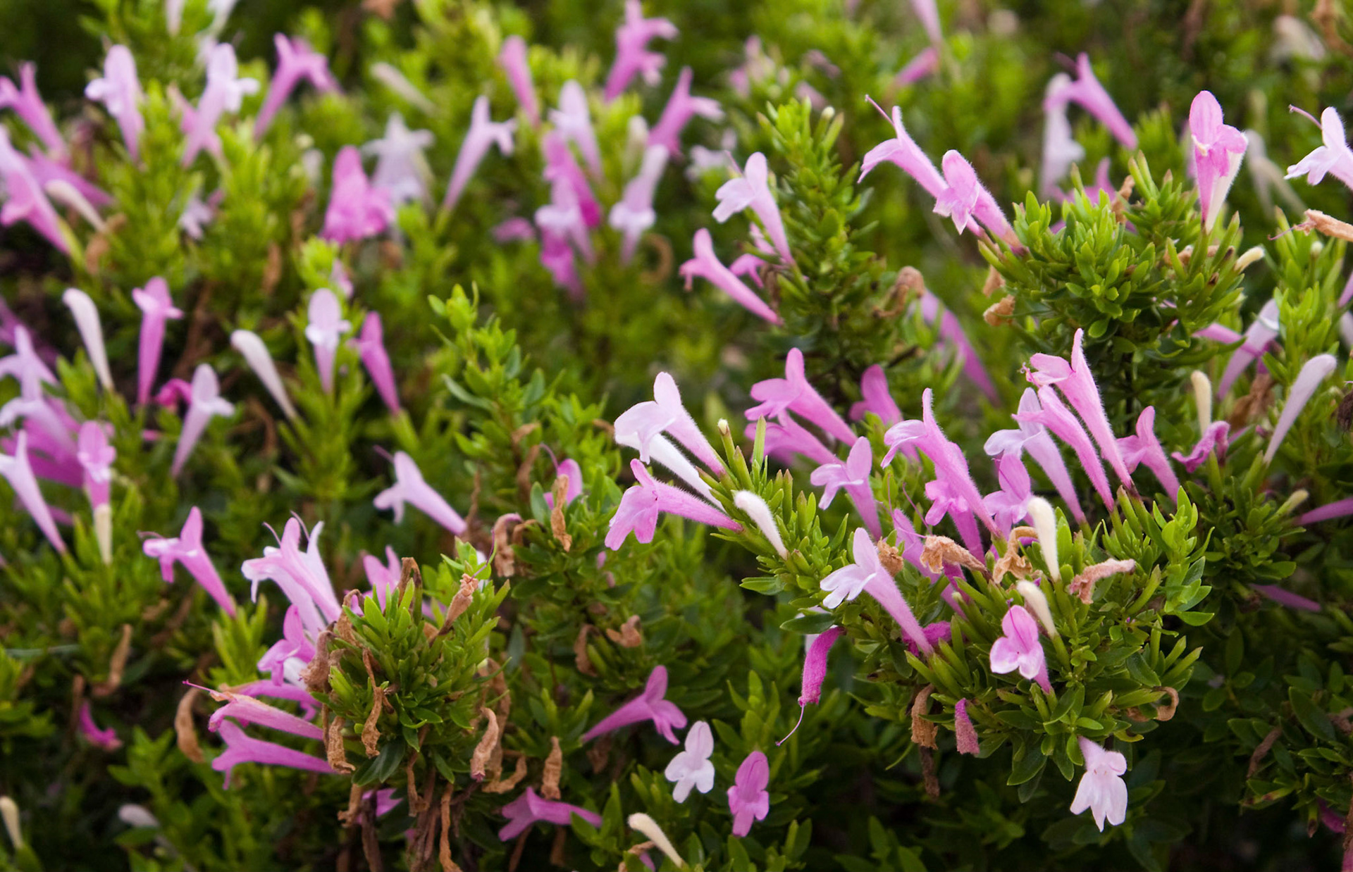 Mexican oregano (Poliomintha longiflora) blooms at the San Antonio Botanical Garden in San Antonio Texas.