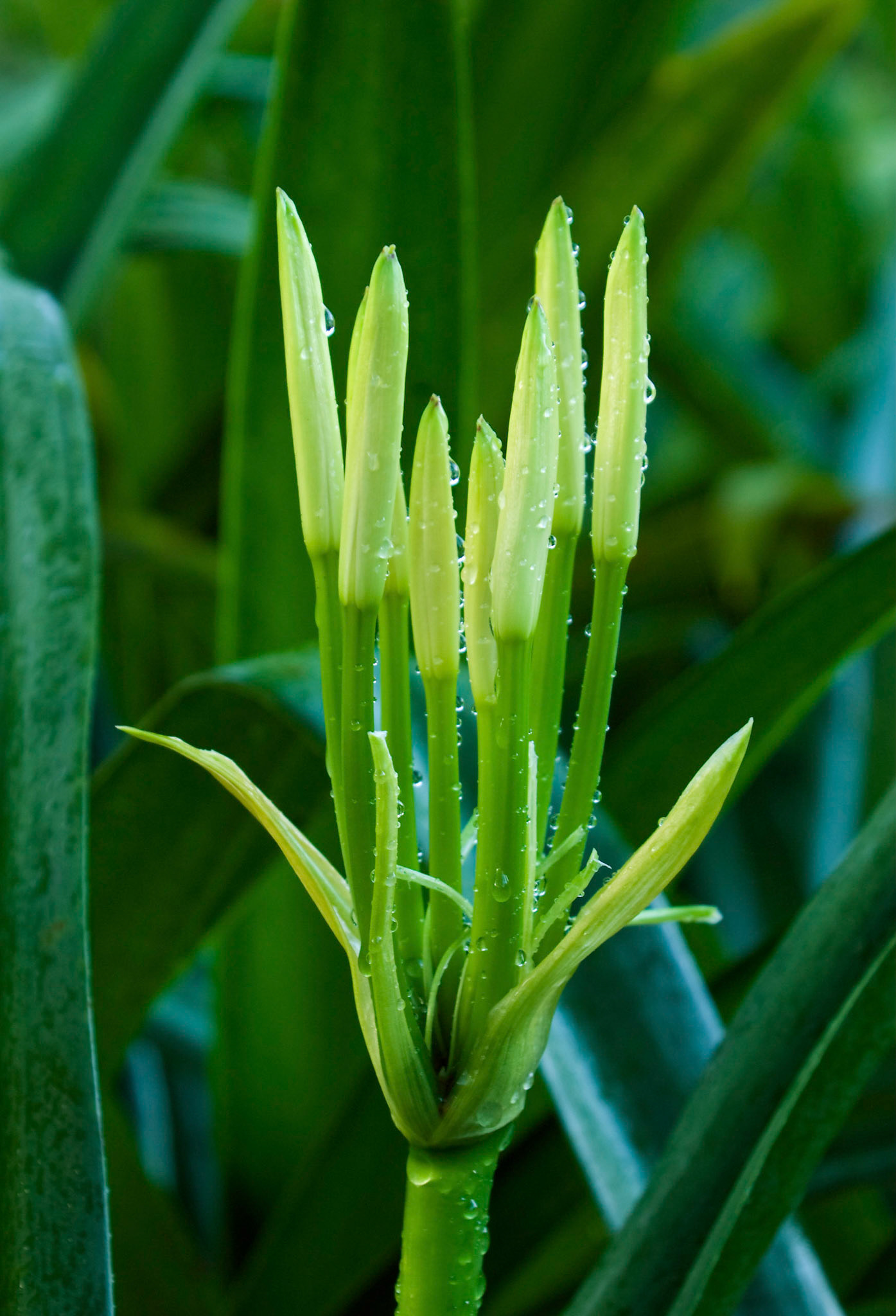 Swamp lilies (Crinum americanum) prepare to bloom at the San Antonio Botanical Garden in San Antonio Texas.