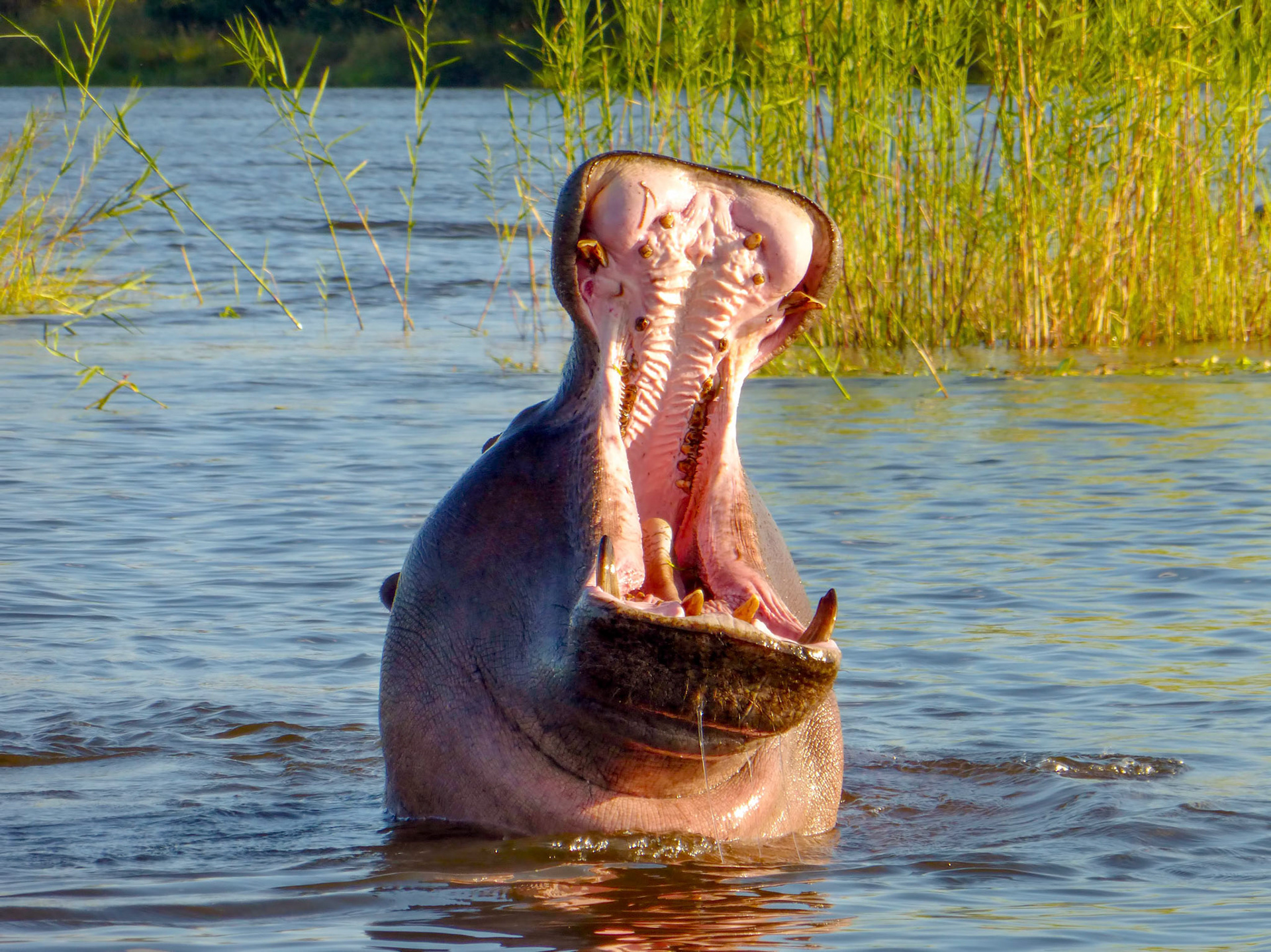 A common hippopotamus (Hippopotamus amphibius) yawns or roars as seen from our Zambezi River boat tour near Victoria Falls in Zimbabwe, Africa.