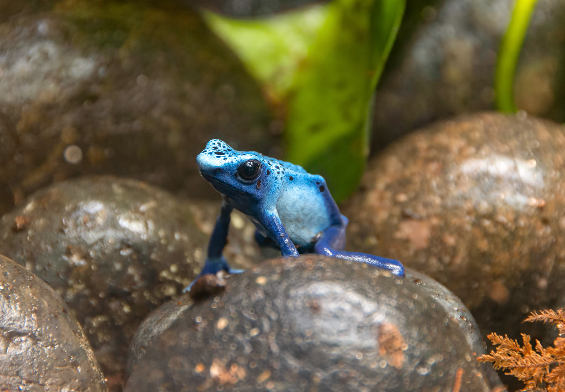 A blue poison dart frog (Dendrobates tinctorius "azureus") rests on a rock at the San Antonio Zoo in San Antonio Texas.