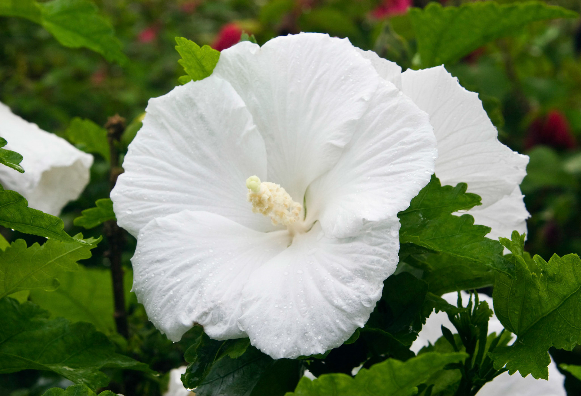 Blooming white on white hibiscus plant at the San Antonio Botanical Garden in San Antonio Texas.