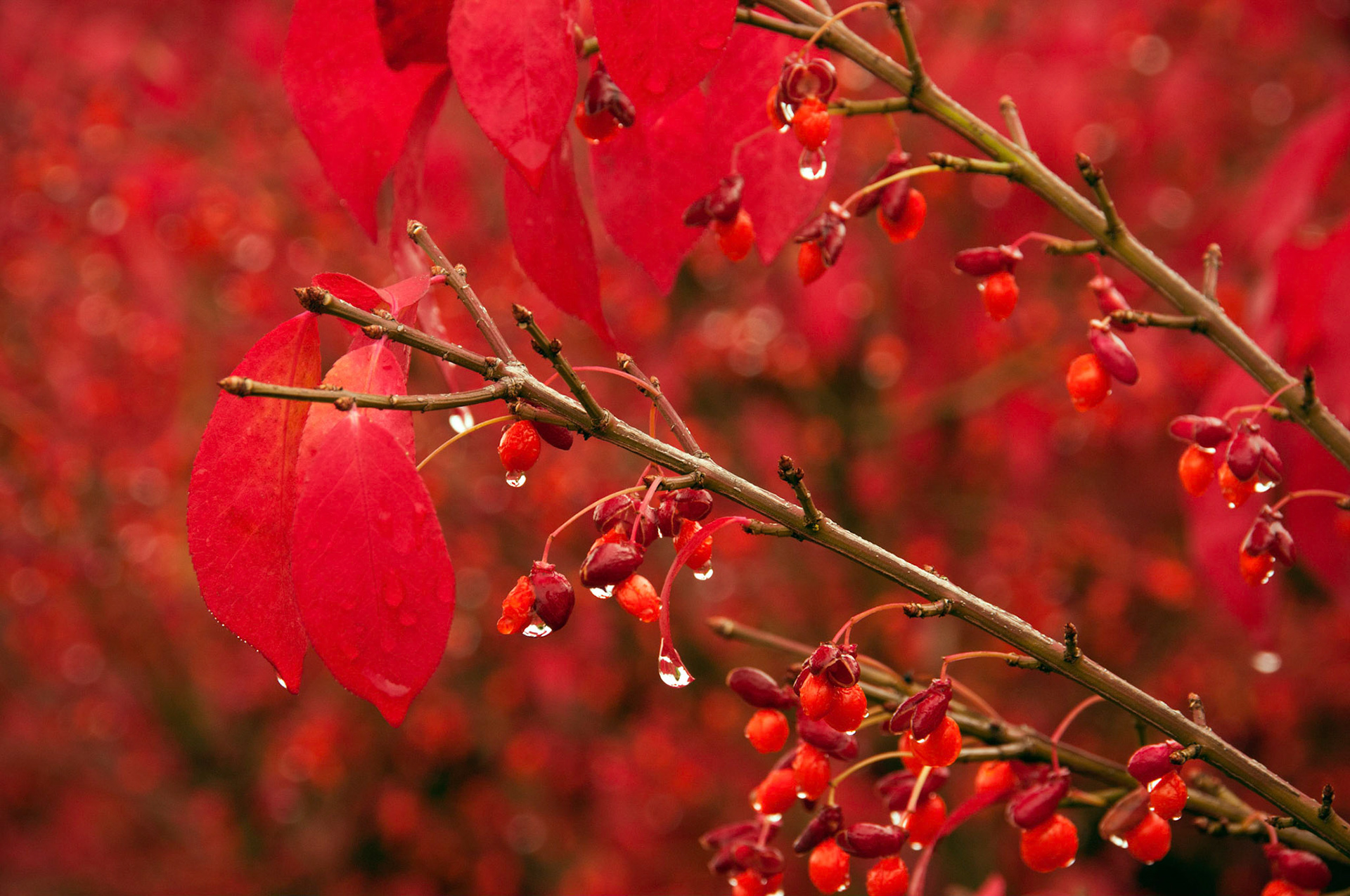 Closeup on some drippy red autumn leaves of a burning bush plant (Euonymus alatus).