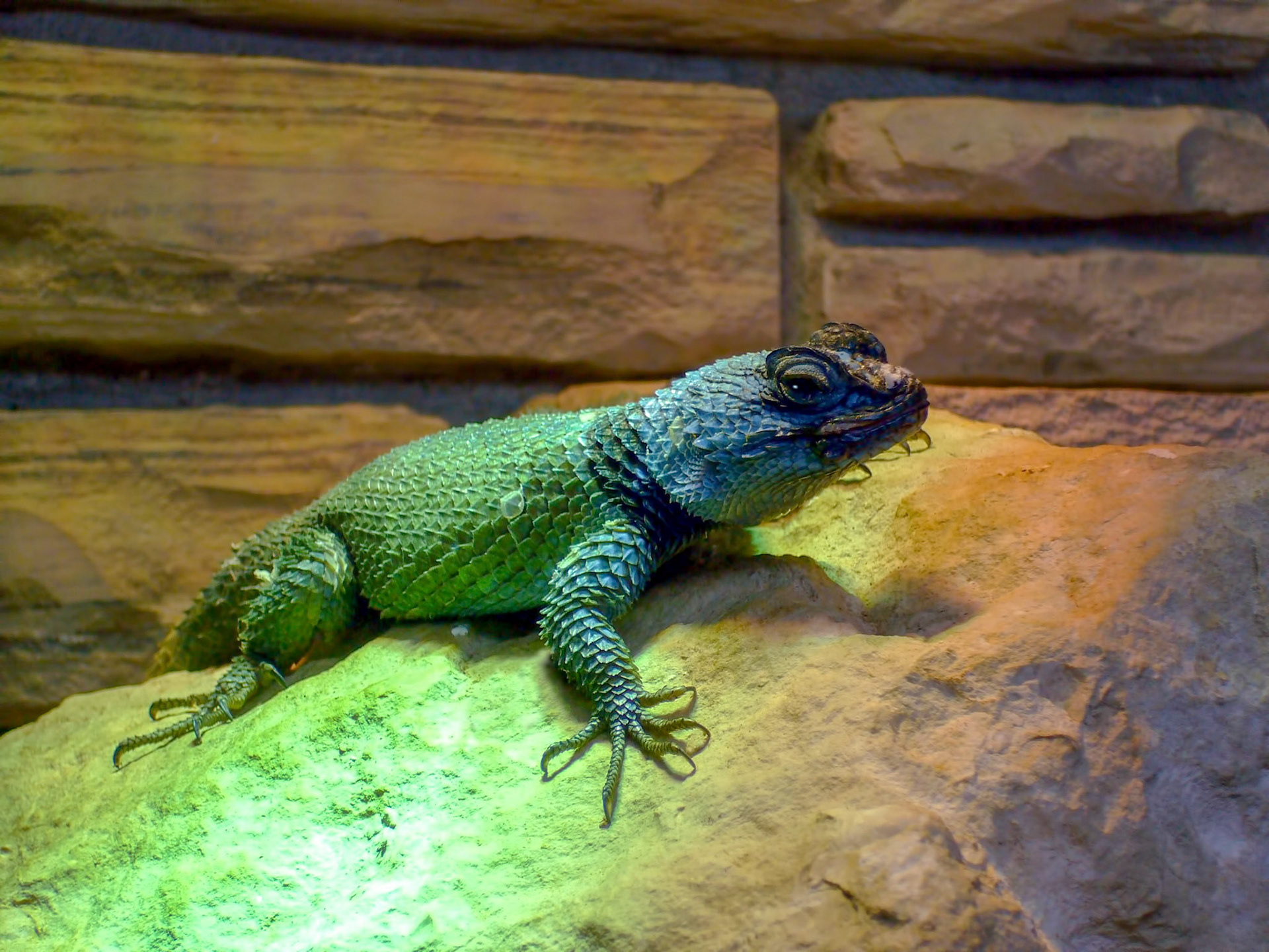 A Mexican mountain swift (Sceloporus minor) rests on a rock in its enclosure at the San Antonio Zoo in San Antonio Texas.