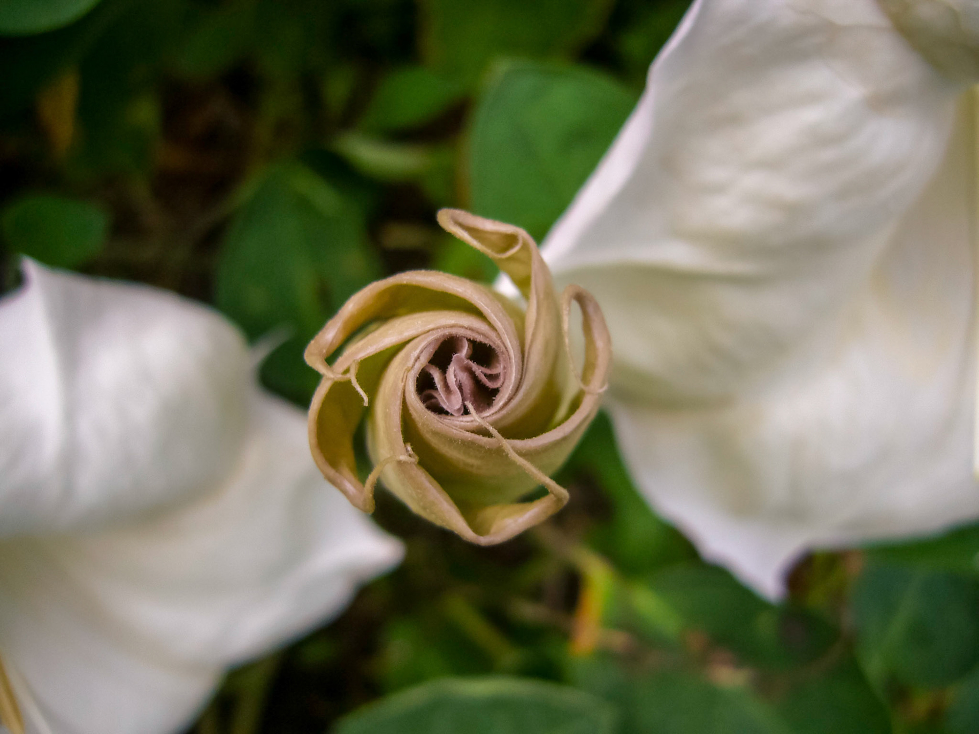 Jimsonweed (Datura wrightii) blooms at the San Antonio Botanical Garden in San Antonio Texas.