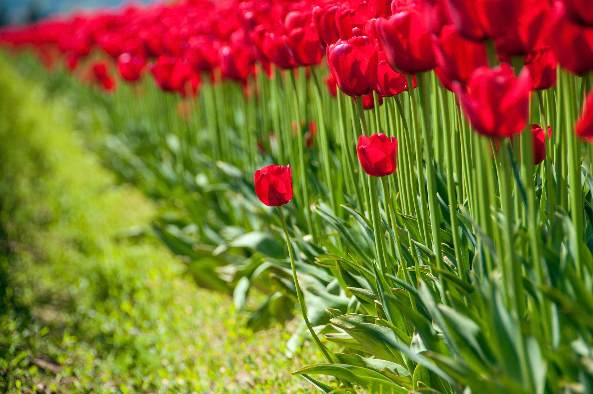 The tulip fields in full bloom at RoozenGarde in Mt. Vernon Washington.