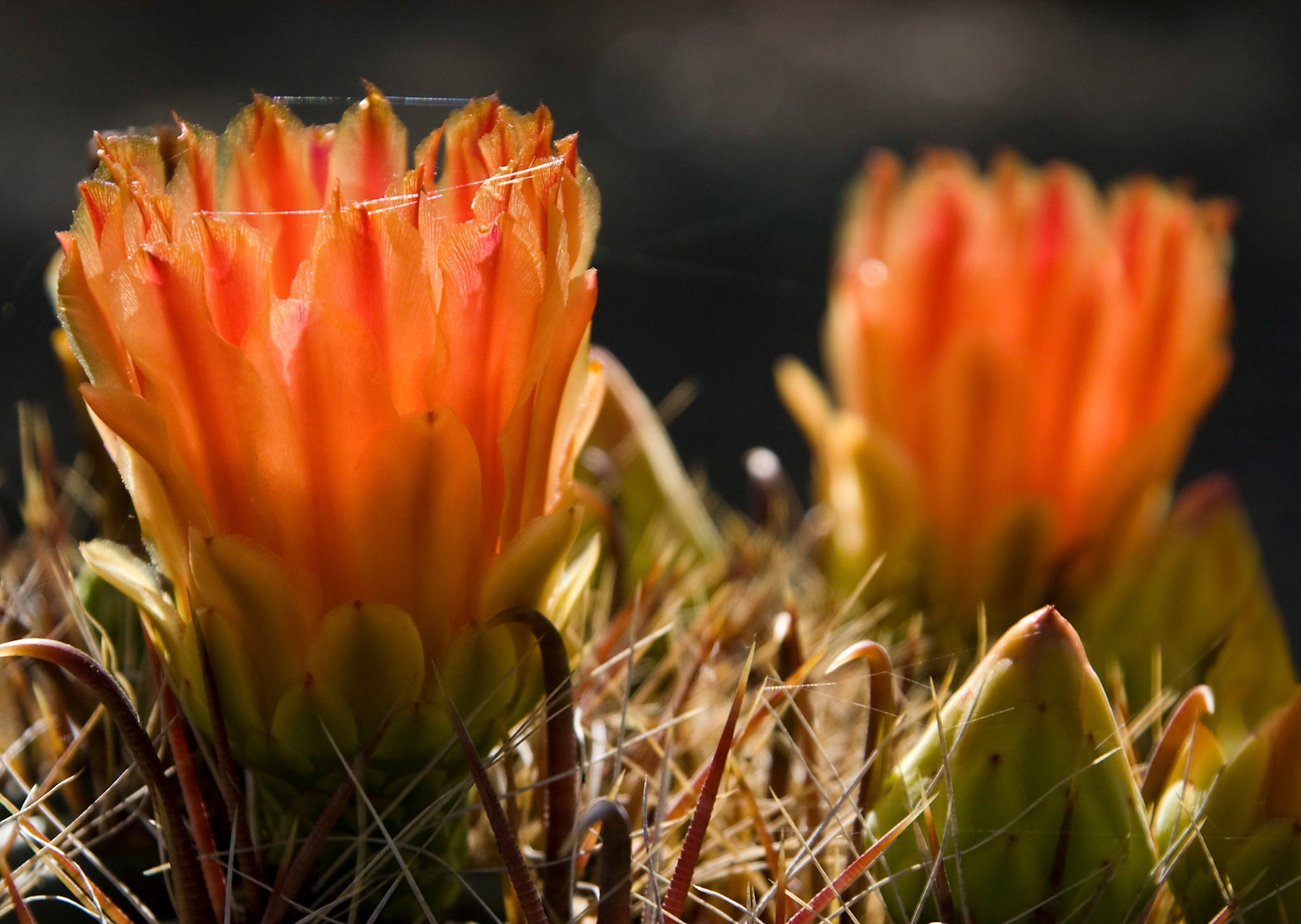 An Emory's barrel cactus (Ferocactus rectispinus) blooms at the San Antonio Botanical Garden in San Antonio Texas.