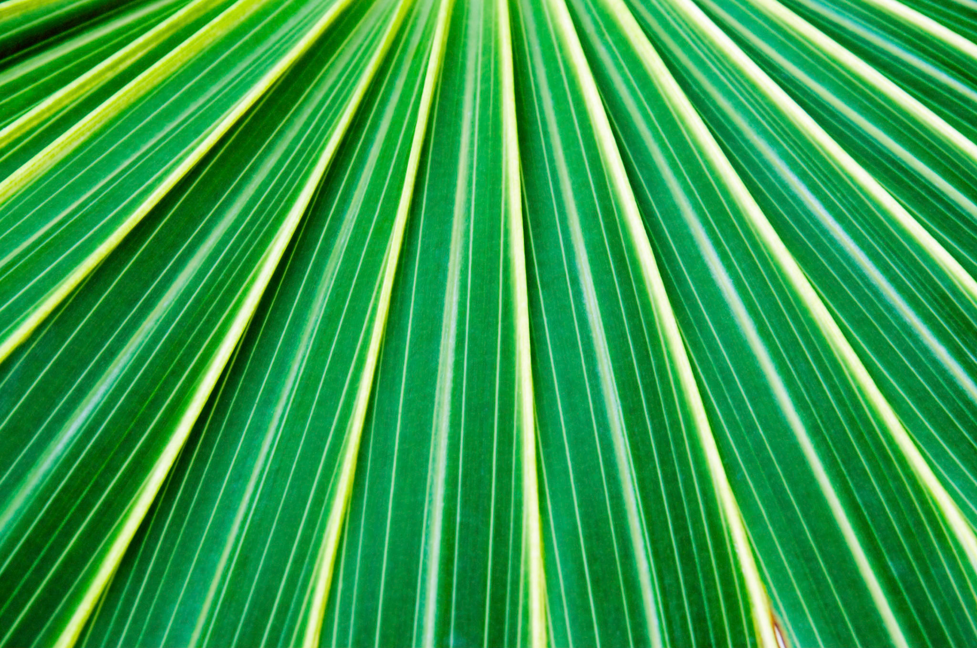 A caribbean thatch palm leaf (Thrinax radiata) closeup on the island of Roatan in Honduras.