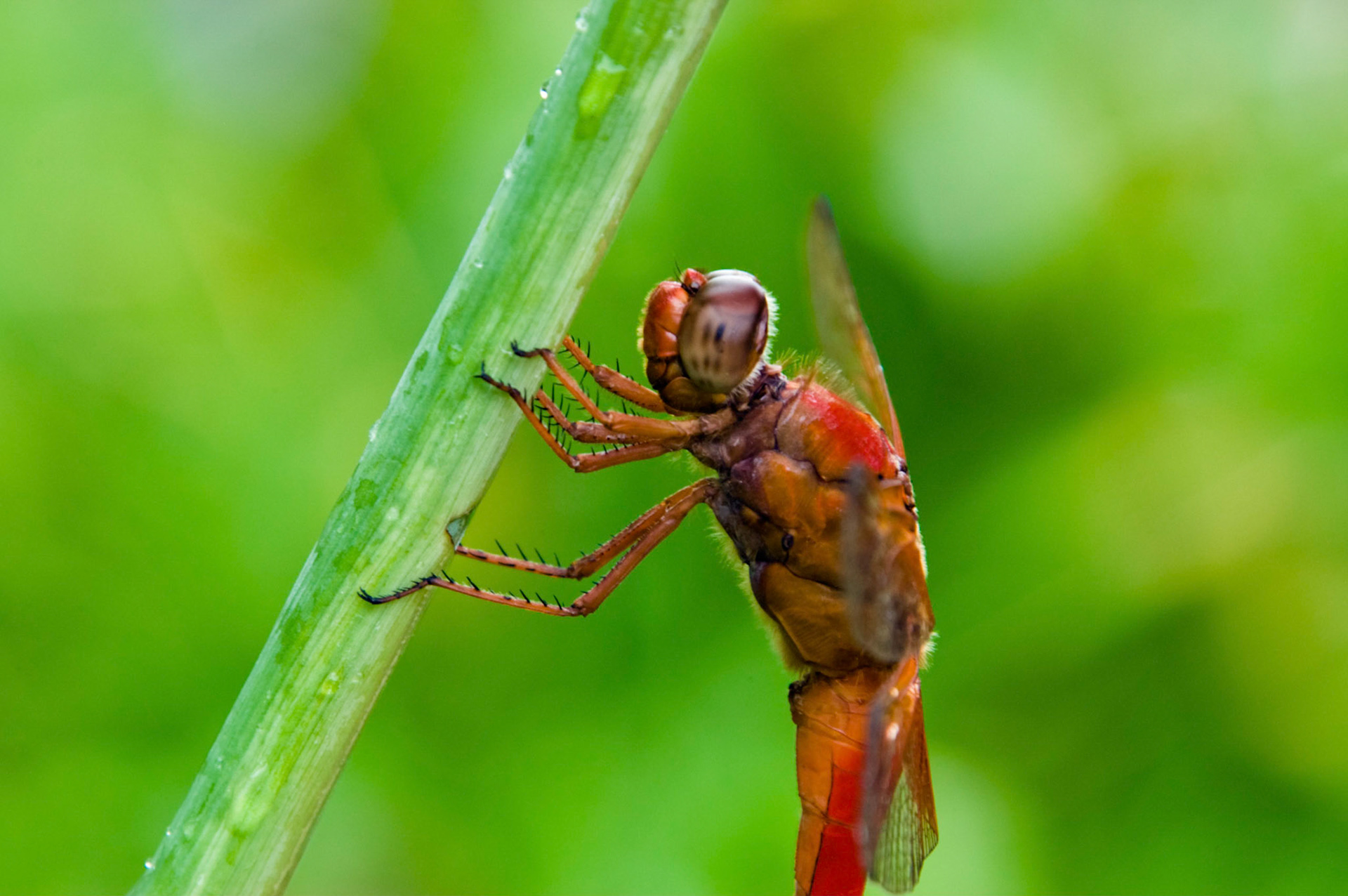 A neon skimmer (Libellula croceipennis) rests at the San Antonio Botanical Garden in San Antonio Texas.