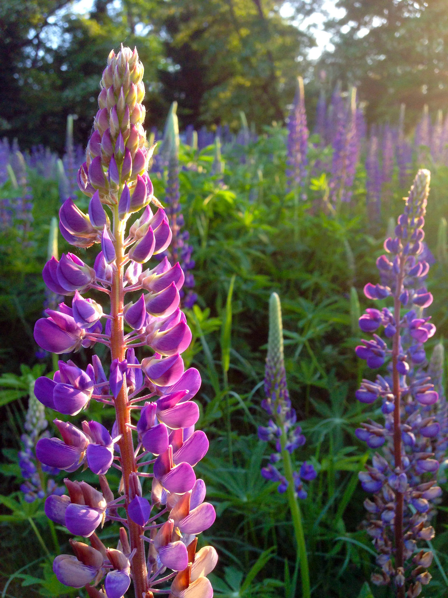 Lupines (Lupinus) bloom in the park in North Rose Hill in Kirkland Washington.
