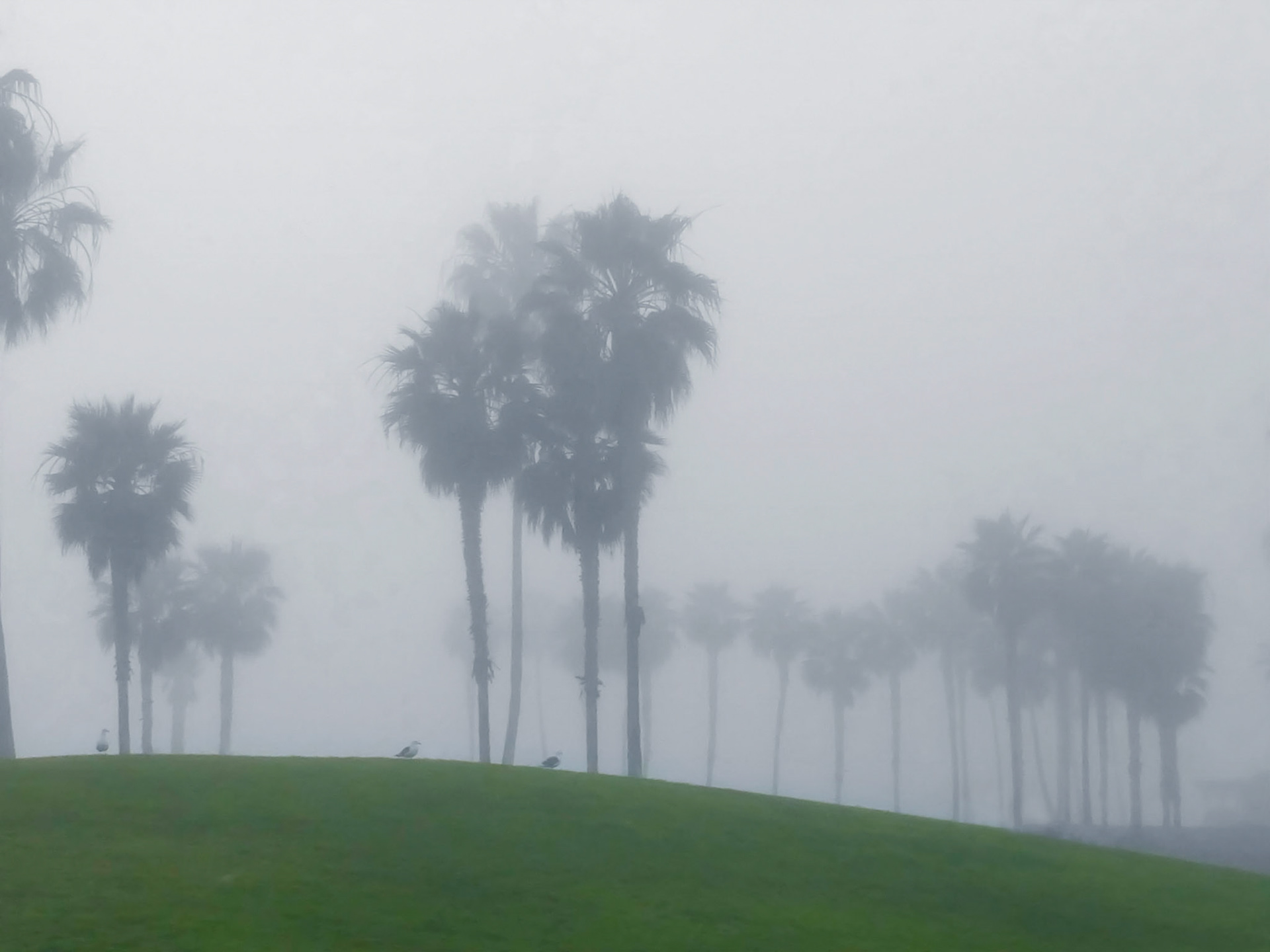 Mexican fan palm trees (Washingtonia robusta) of Venice Beach in Los Angeles California fade into the fog rolling off the Pacific Ocean.