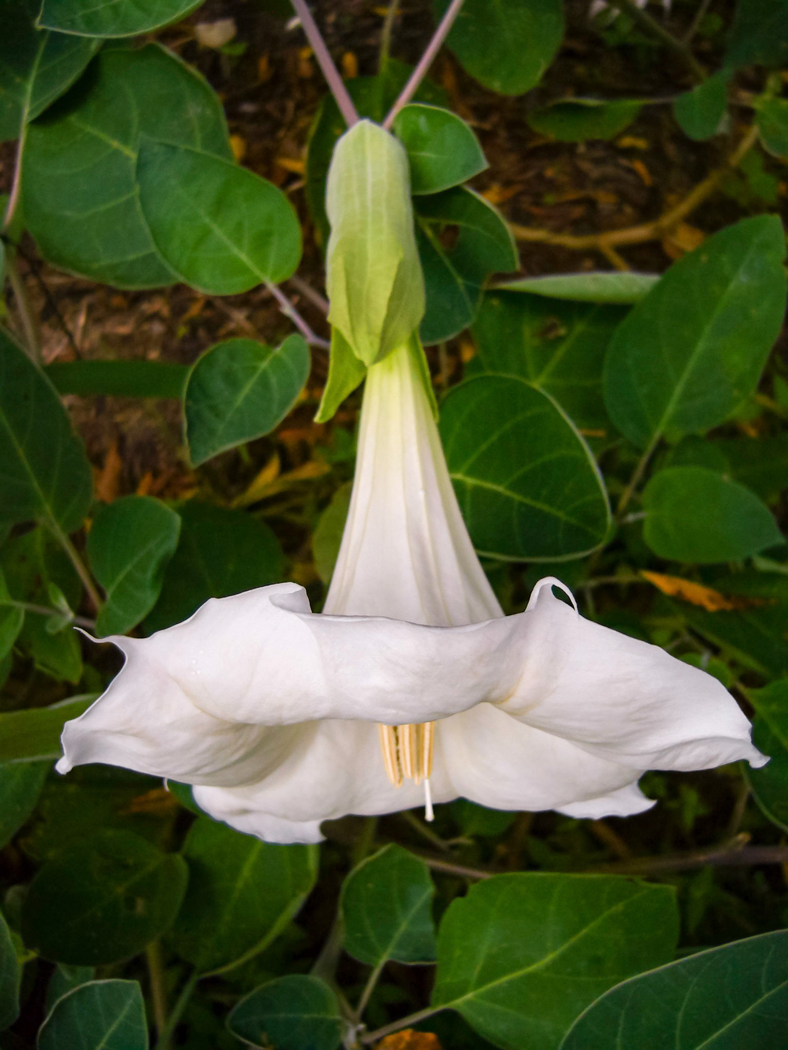 Jimsonweed (Datura wrightii) blooms at the San Antonio Botanical Garden in San Antonio Texas.