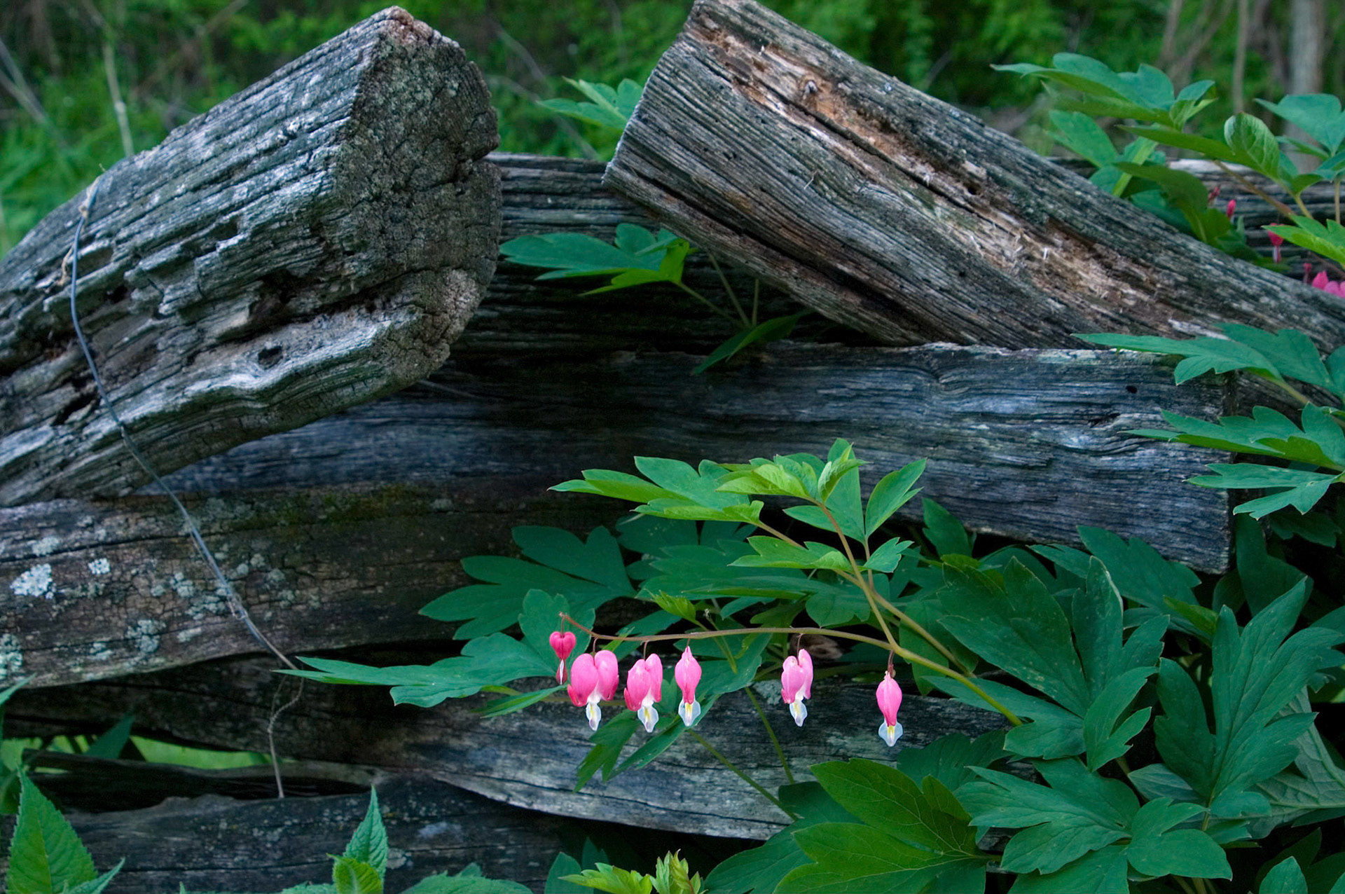 Bleeding hearts growing near the settler fence by the Sites Homestead in the Seneca Rocks National Recreation Area in West Virginia.