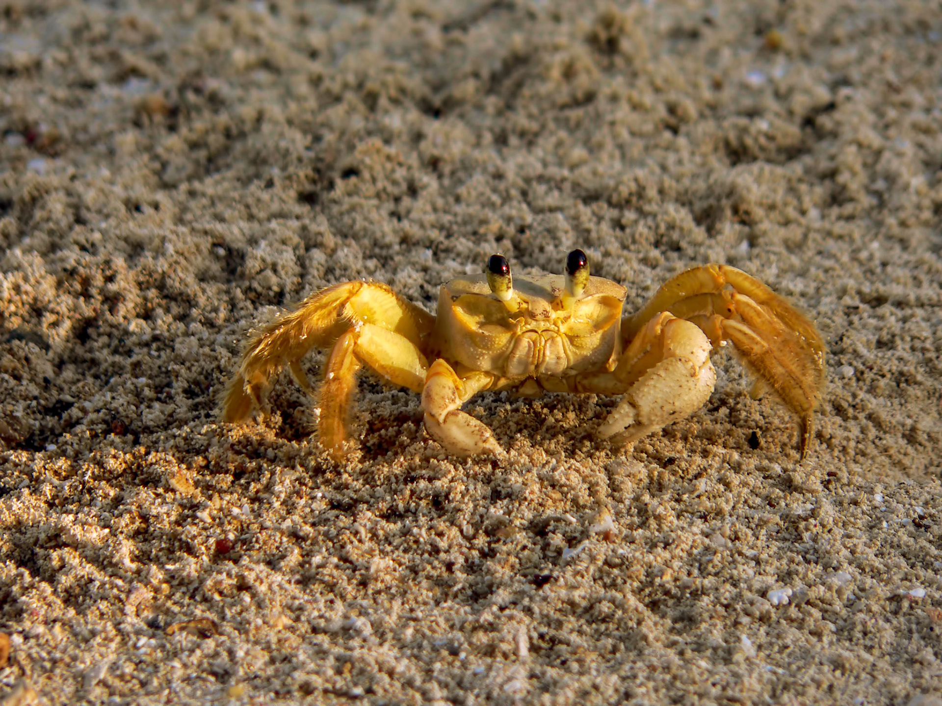 A ghost crab (Ocypode spp., possibly quadrata) on the beach on the island of Roatan off the coast of Honduras.