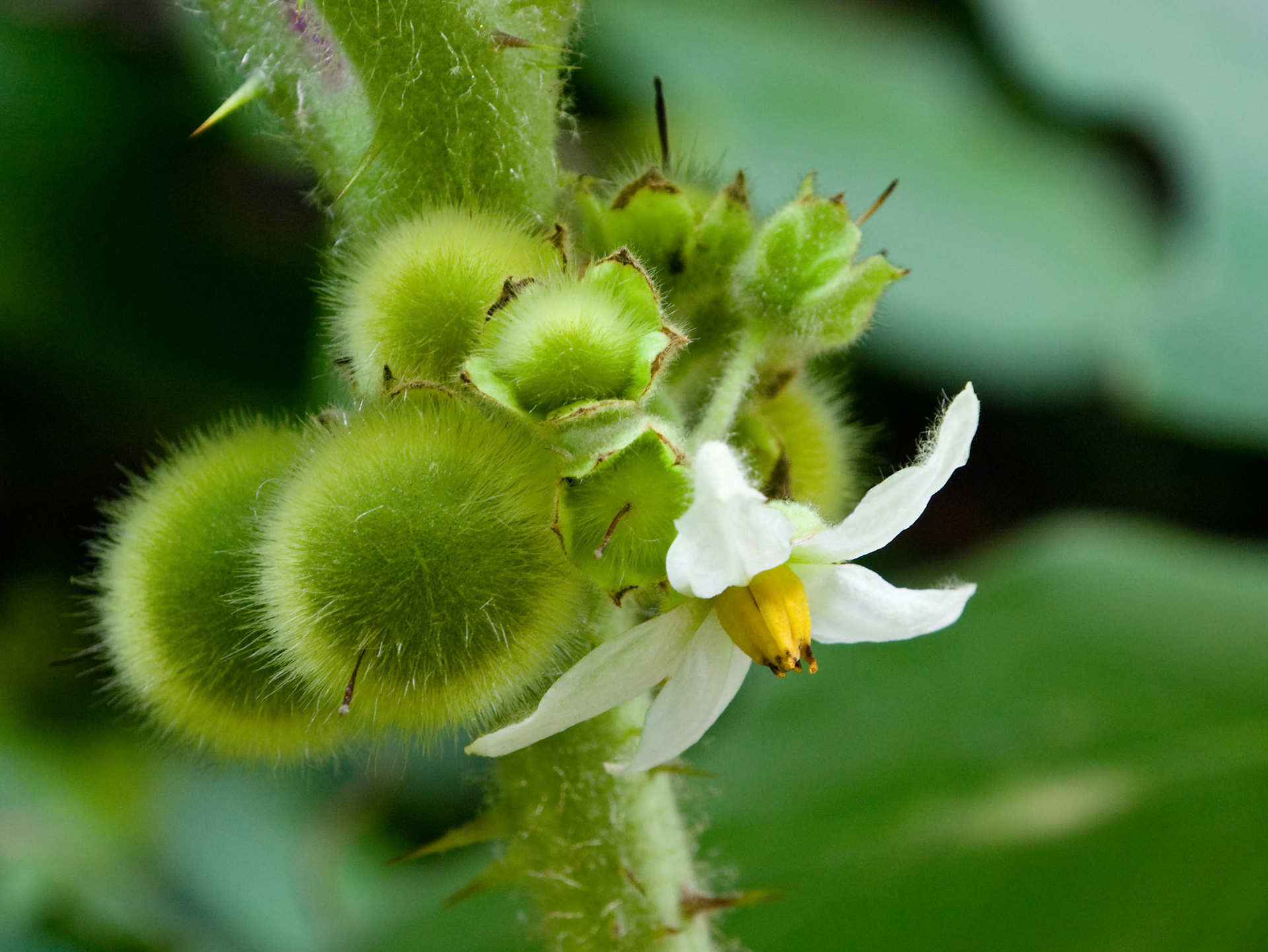 A closeup on a naranjilla blossom and fruit (Solanum quitoense) at the San Antonio Botanical Garden in San Antonio Texas.