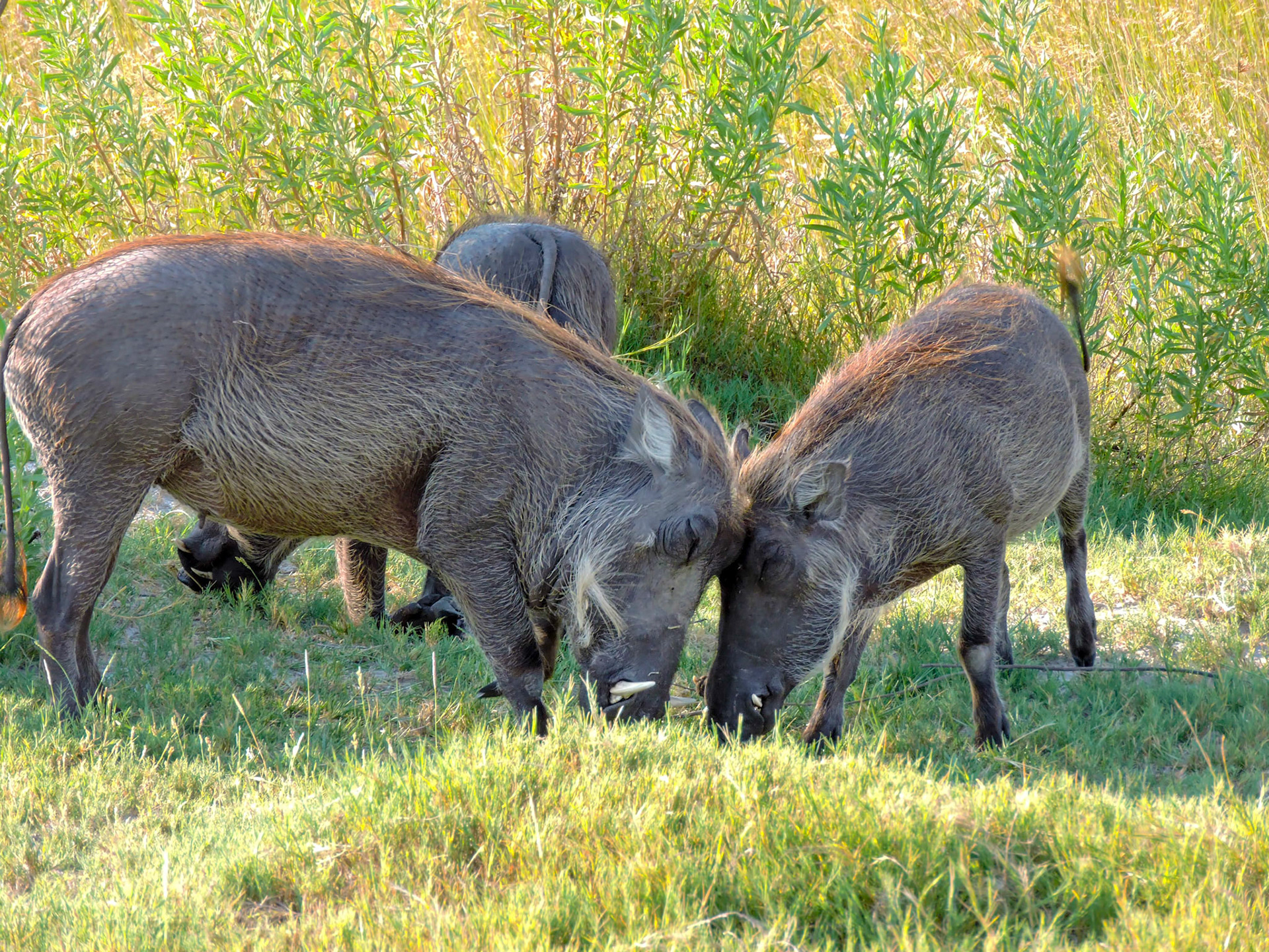 Warthogs (Phacochoerus africanus) as seen from a game drive at the Xigera Wilderness Safari camp in Botswana, Africa.