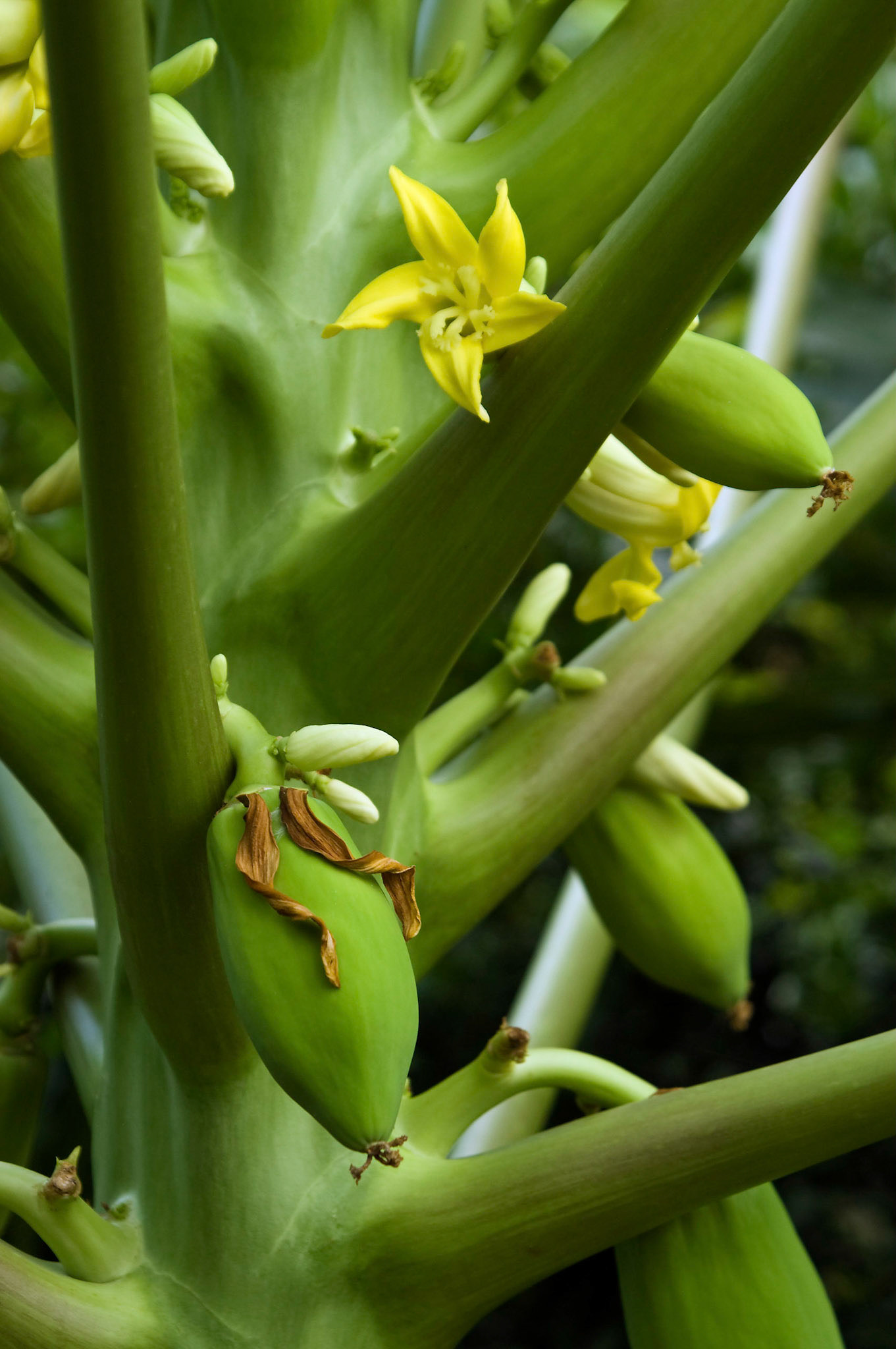 Papaya trees bloom and fruit at the San Antonio Botanical Garden in San Antonio Texas.