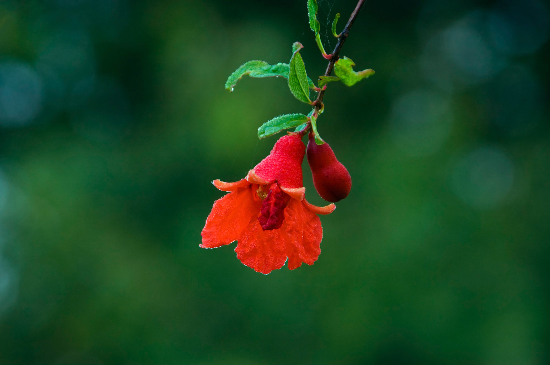 A pomegranate flower hangs from its shrub in the Moyland #2 research garden at the San Antonio Botanical Garden in San Antonio Texas.