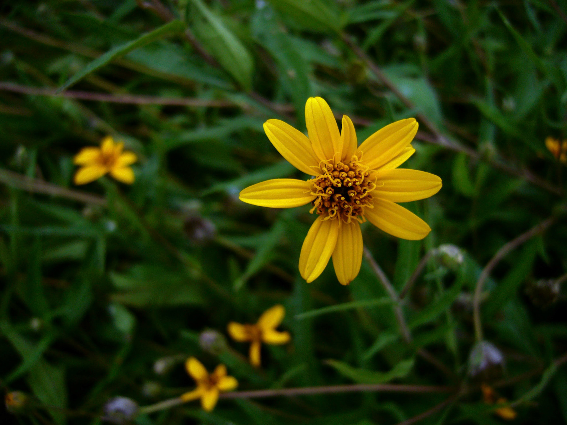 A yellow zinnia blooms at the San Antonio Botanical Garden in San Antonio Texas.